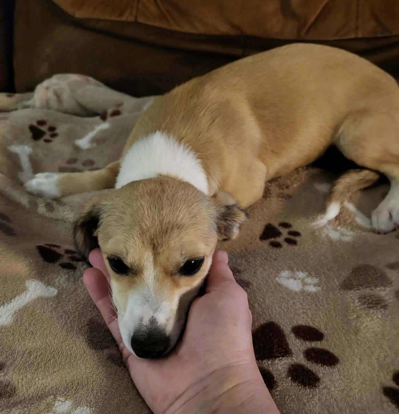 Enlarge Marnie, a ADOPTABLE mixed breed in Windsor, ON image 3/4