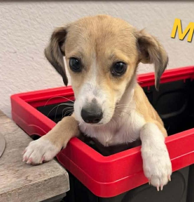 Enlarge Marnie, a ADOPTABLE mixed breed in Windsor, ON image 2/4