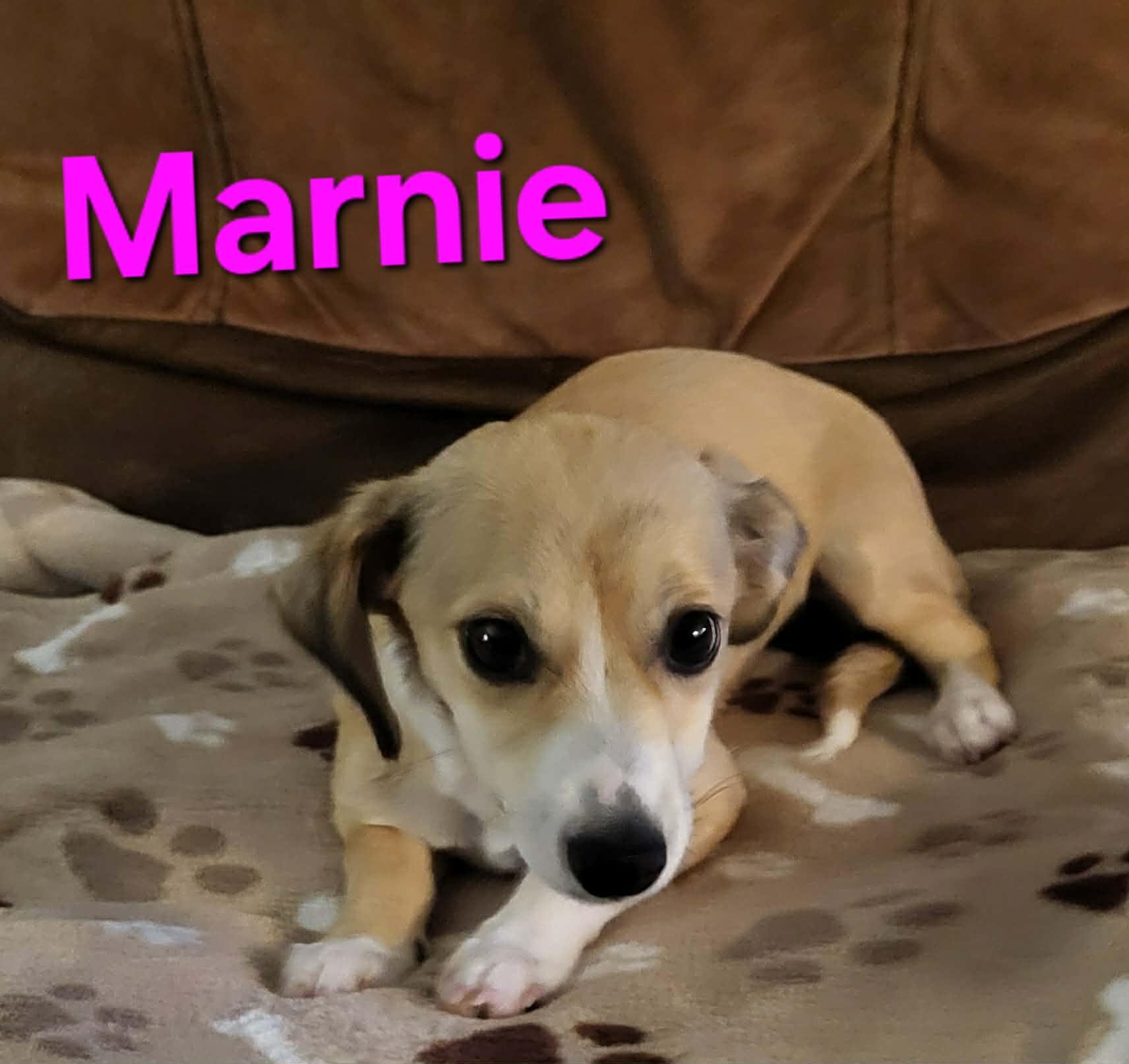 Marnie, ADOPTABLE, Puppy Female Terrier.