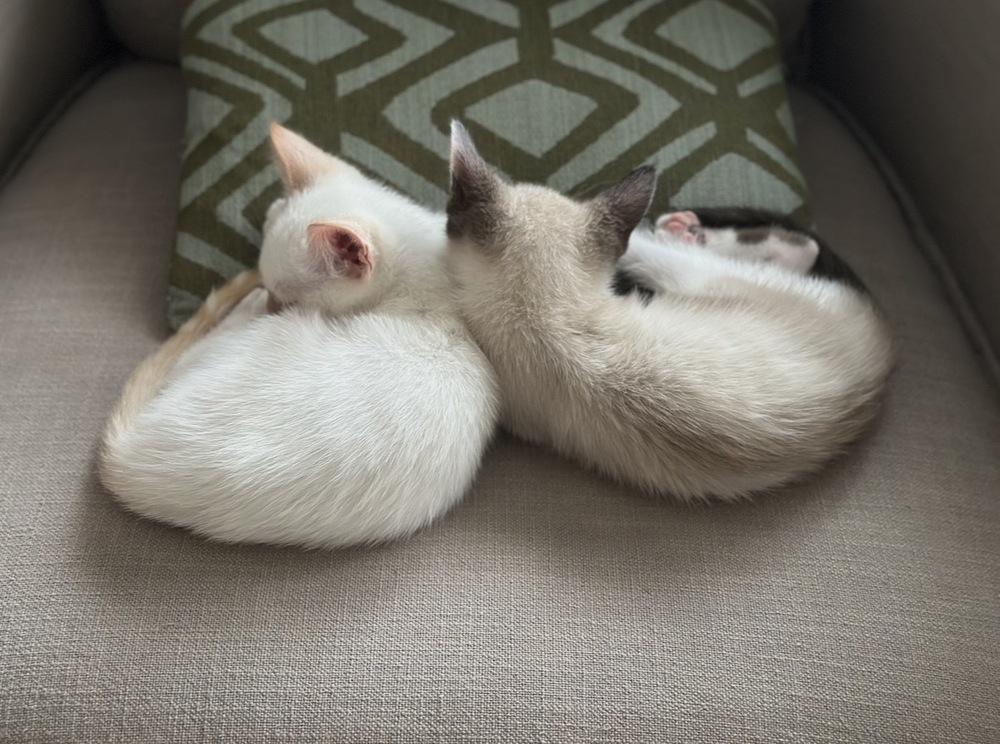 Enlarge Cosmo Doodle, a Adoptable mixed breed in Austin, TX image 2/6