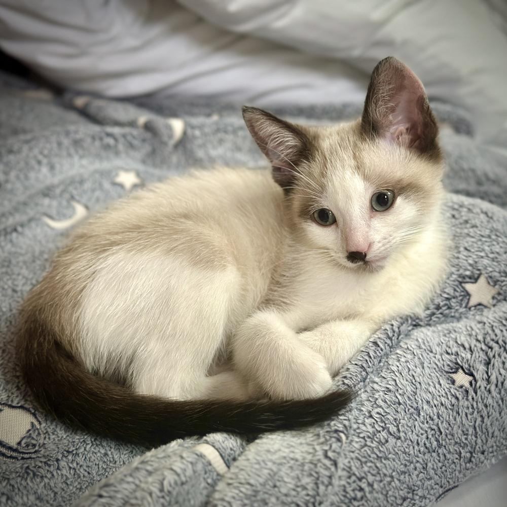 Enlarge Cosmo Doodle, a Adoptable mixed breed in Austin, TX image 6/6