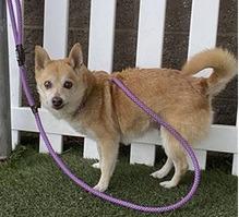 Enlarge Ralphie, a Adoptable mixed breed in Thompson Falls, MT image 1/1