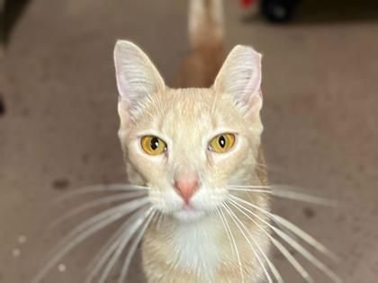 Enlarge Louie, a Adoptable mixed breed in Newberg, OR image 1/1