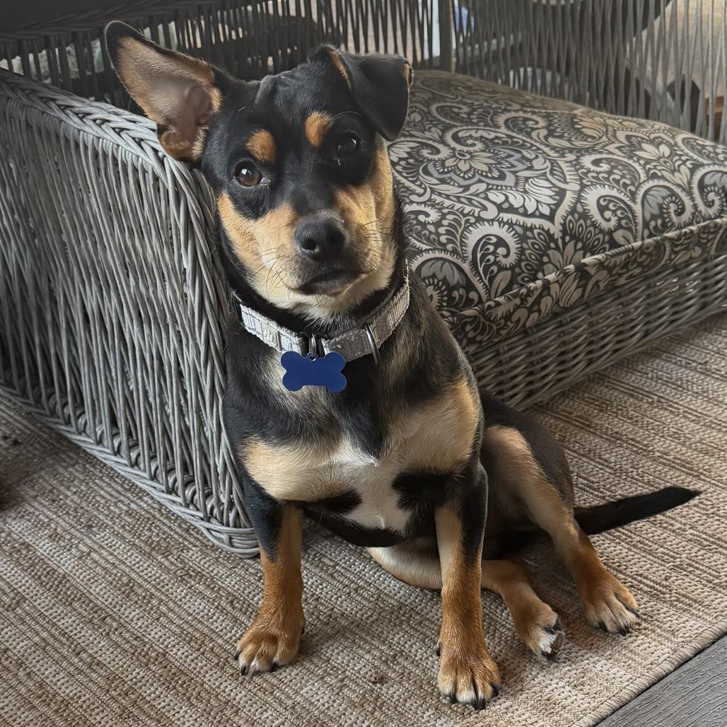 Enlarge Chase, a Adoptable mixed breed in Potomac, MD image 1/5