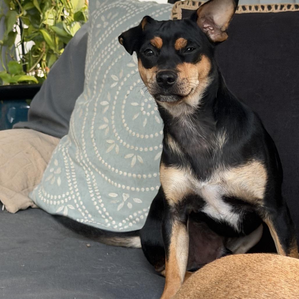 Enlarge Chase, a Adoptable mixed breed in Potomac, MD image 2/5