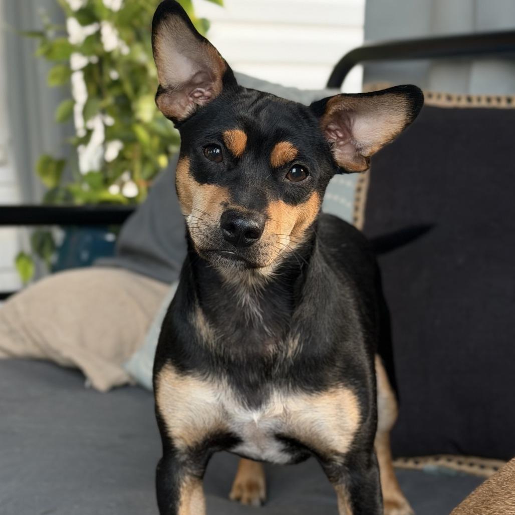 Enlarge Chase, a Adoptable mixed breed in Potomac, MD image 4/5