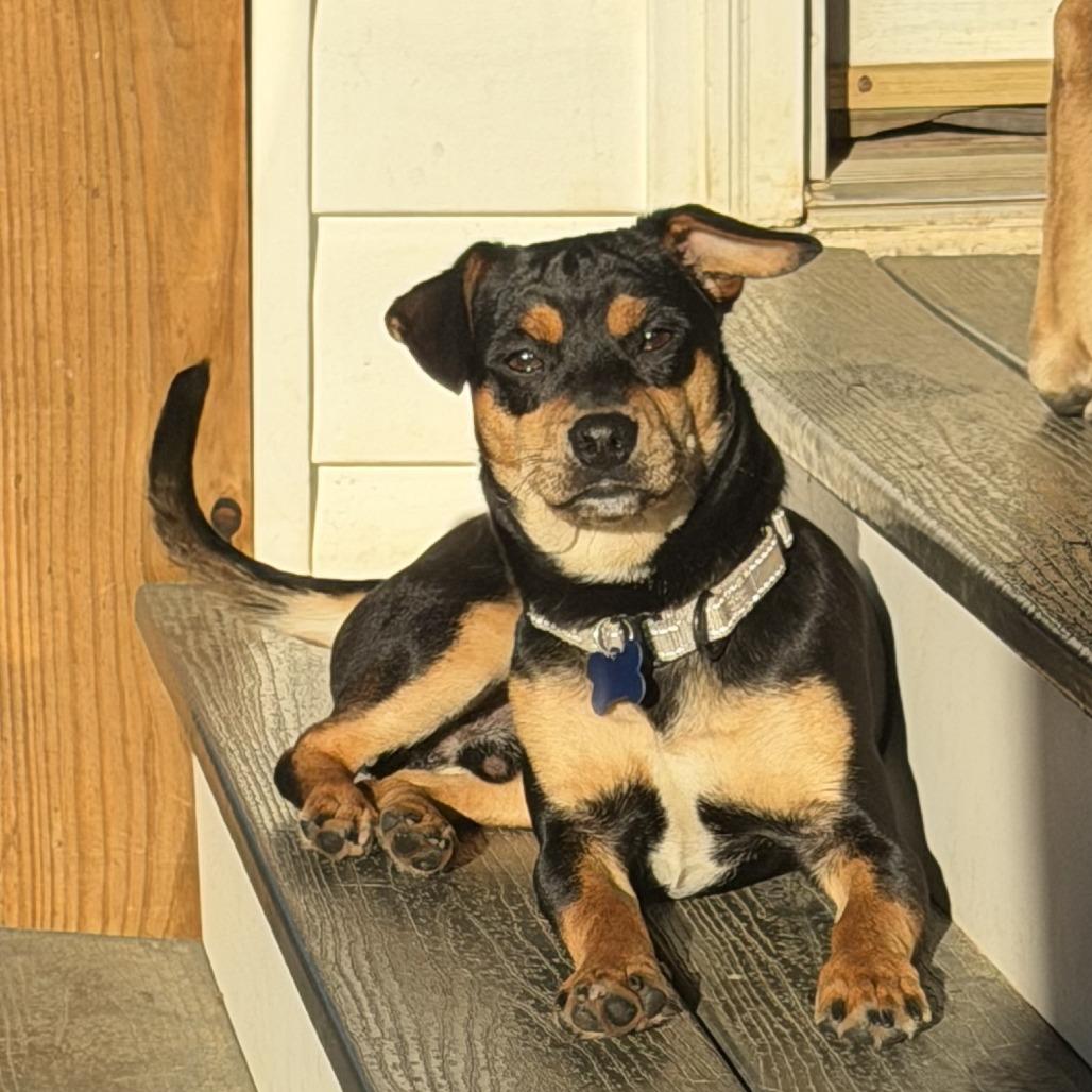 Enlarge Chase, a Adoptable mixed breed in Potomac, MD image 5/5