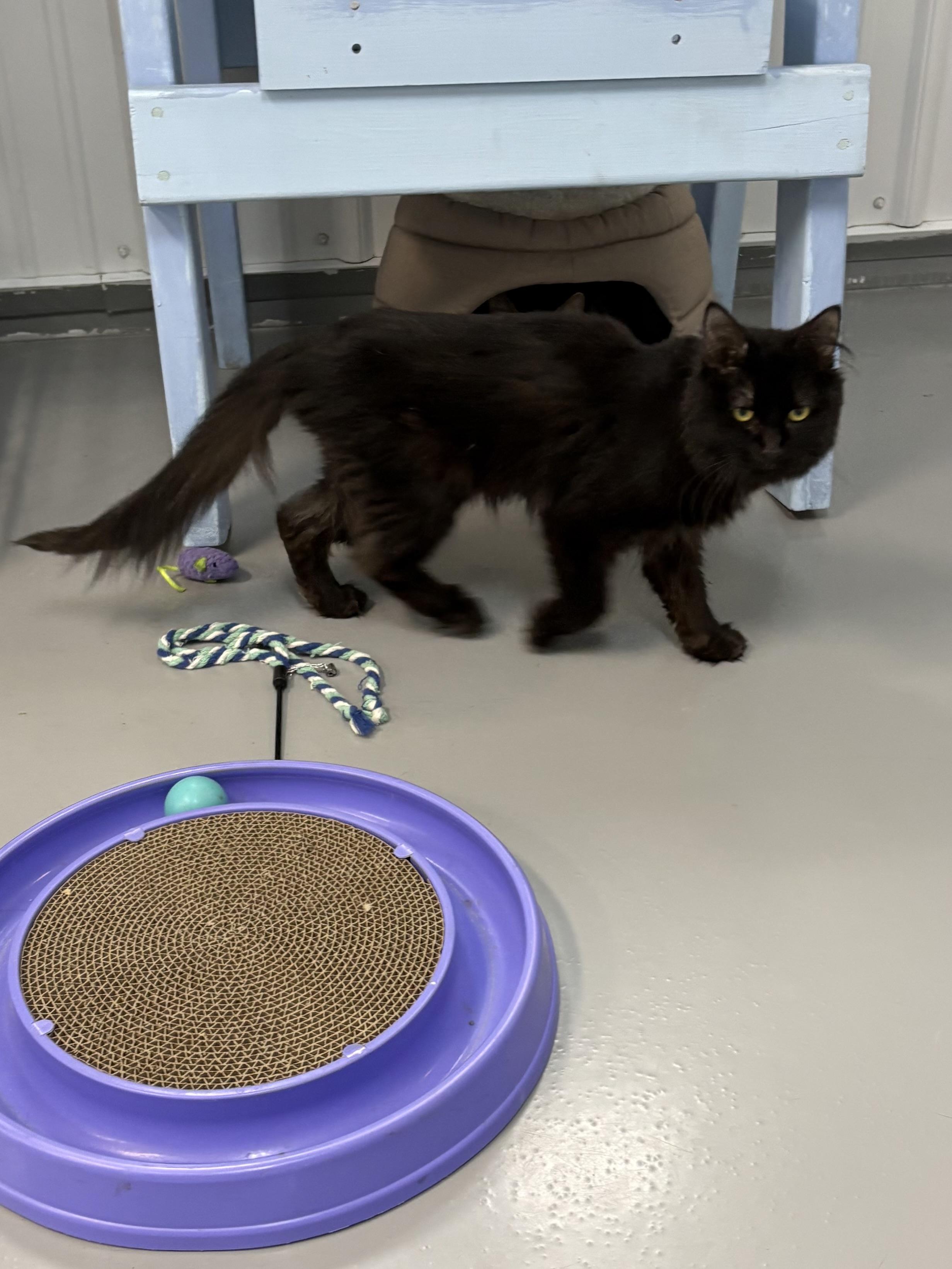 Enlarge Sable, a Adoptable Domestic Long Hair in Big Rapids, MI image 2/4