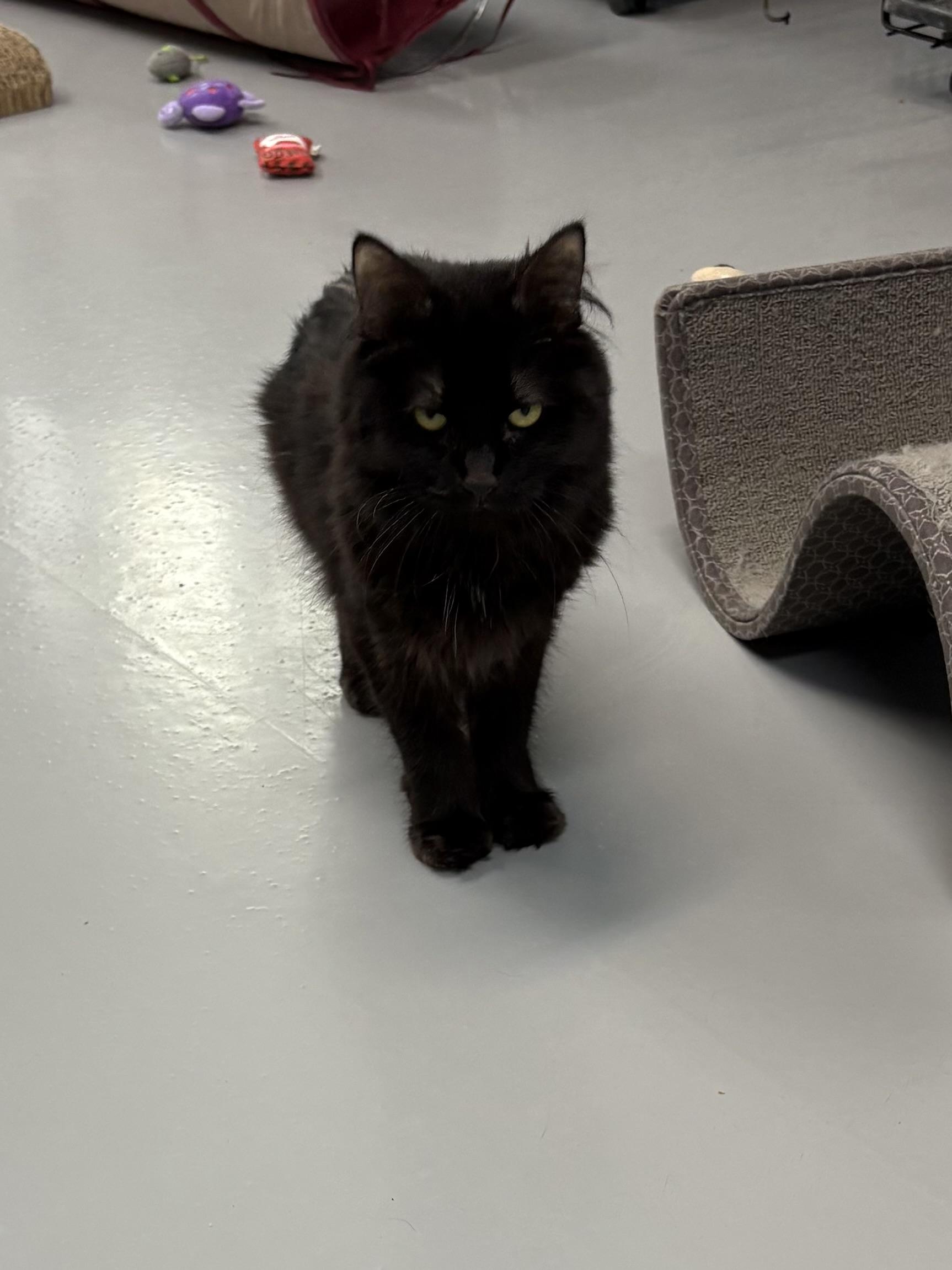 Enlarge Sable, a Adoptable Domestic Long Hair in Big Rapids, MI image 3/4