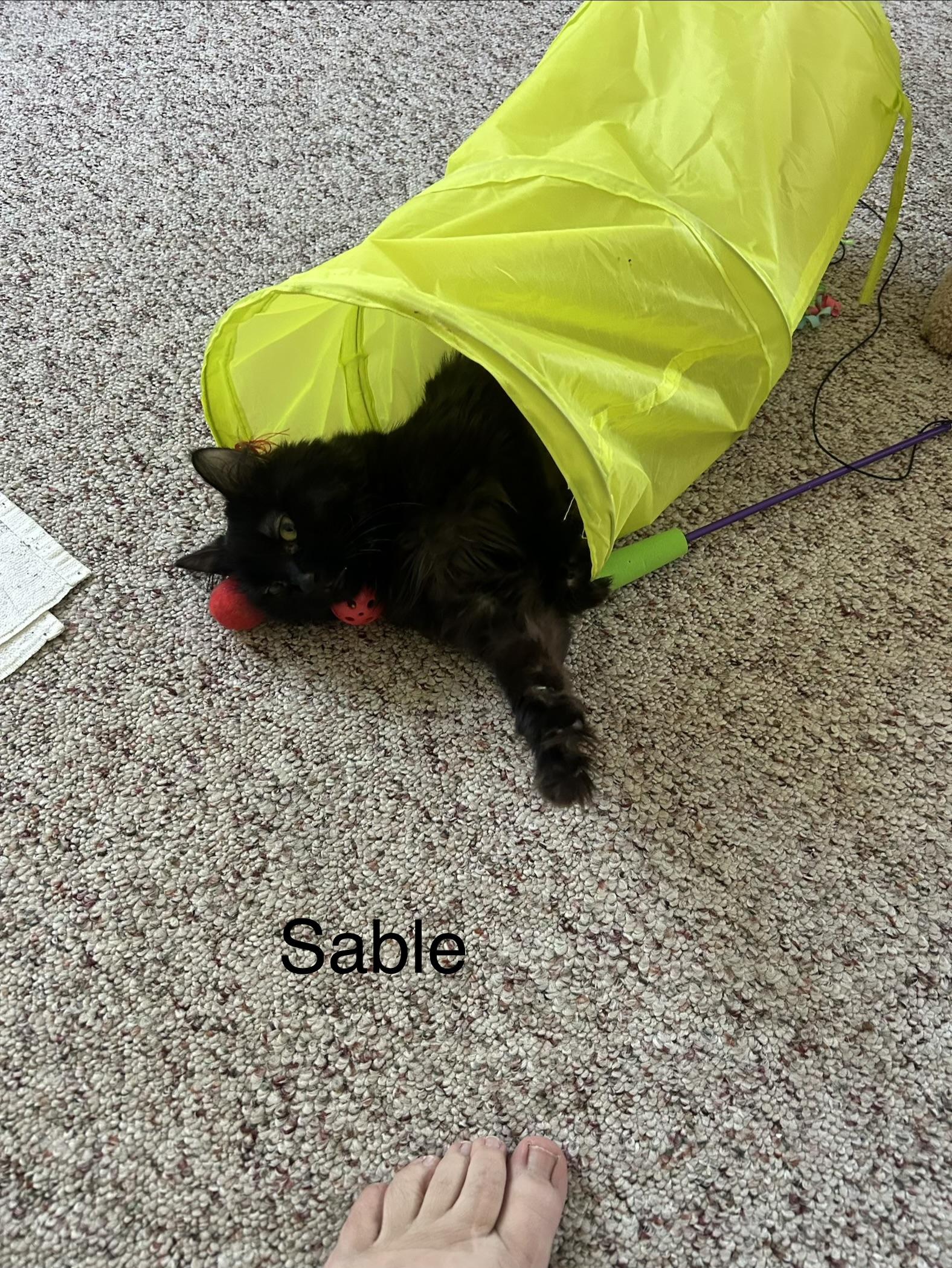 Enlarge Sable, a Adoptable Domestic Long Hair in Big Rapids, MI image 4/4