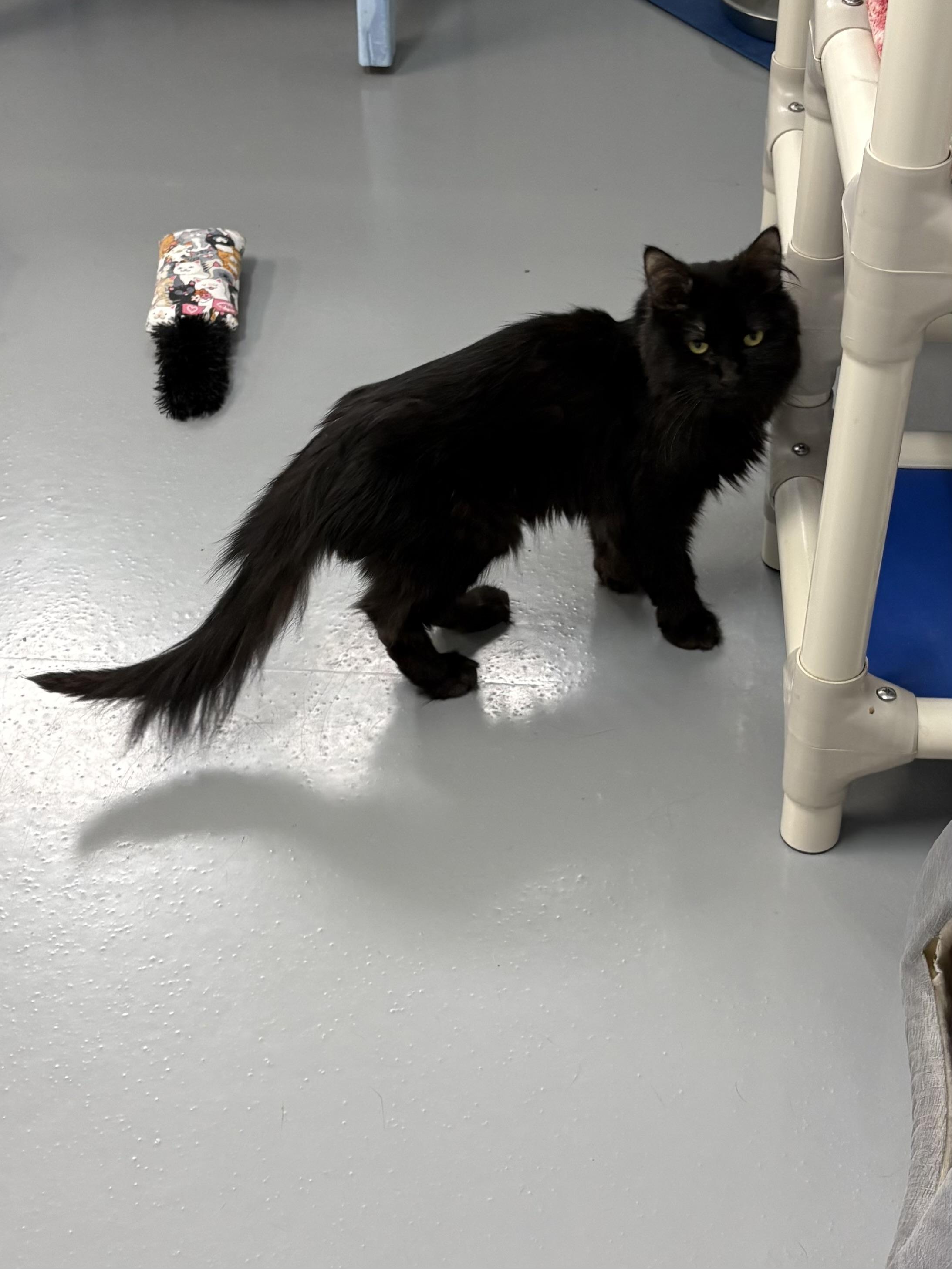 Enlarge Sable, a Adoptable Domestic Long Hair in Big Rapids, MI image 1/4