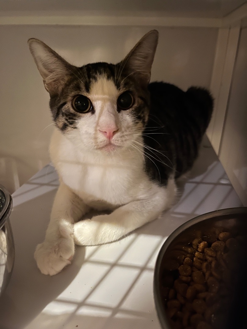 Habanero, a Adoptable Tabby in Memphis, TN image 4/7