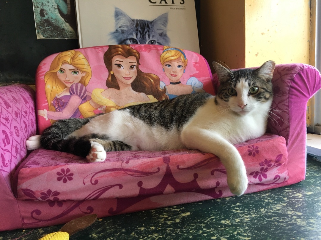 Habanero, a Adoptable Tabby in Memphis, TN image 5/7