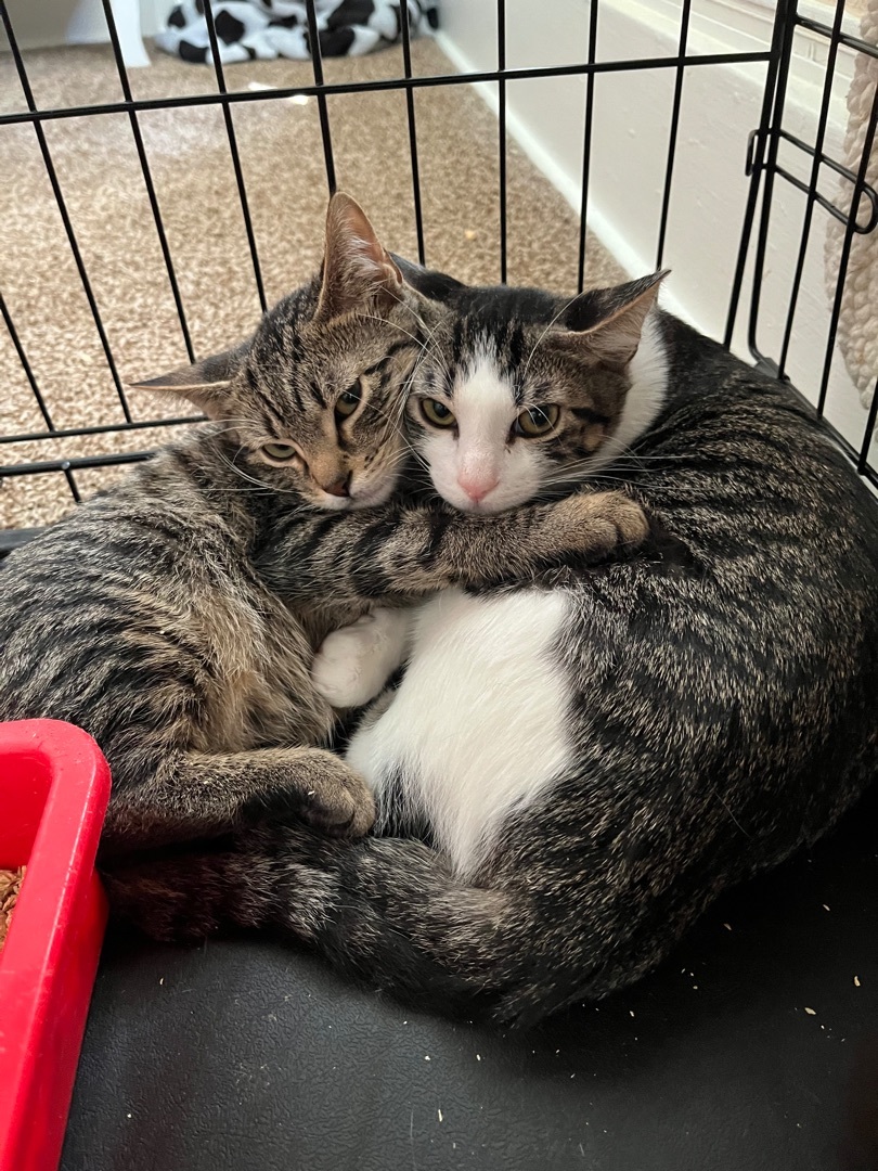Habanero, a Adoptable Tabby in Memphis, TN image 6/7