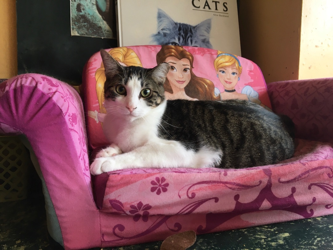 Habanero, Adoptable, Young Male Tabby.