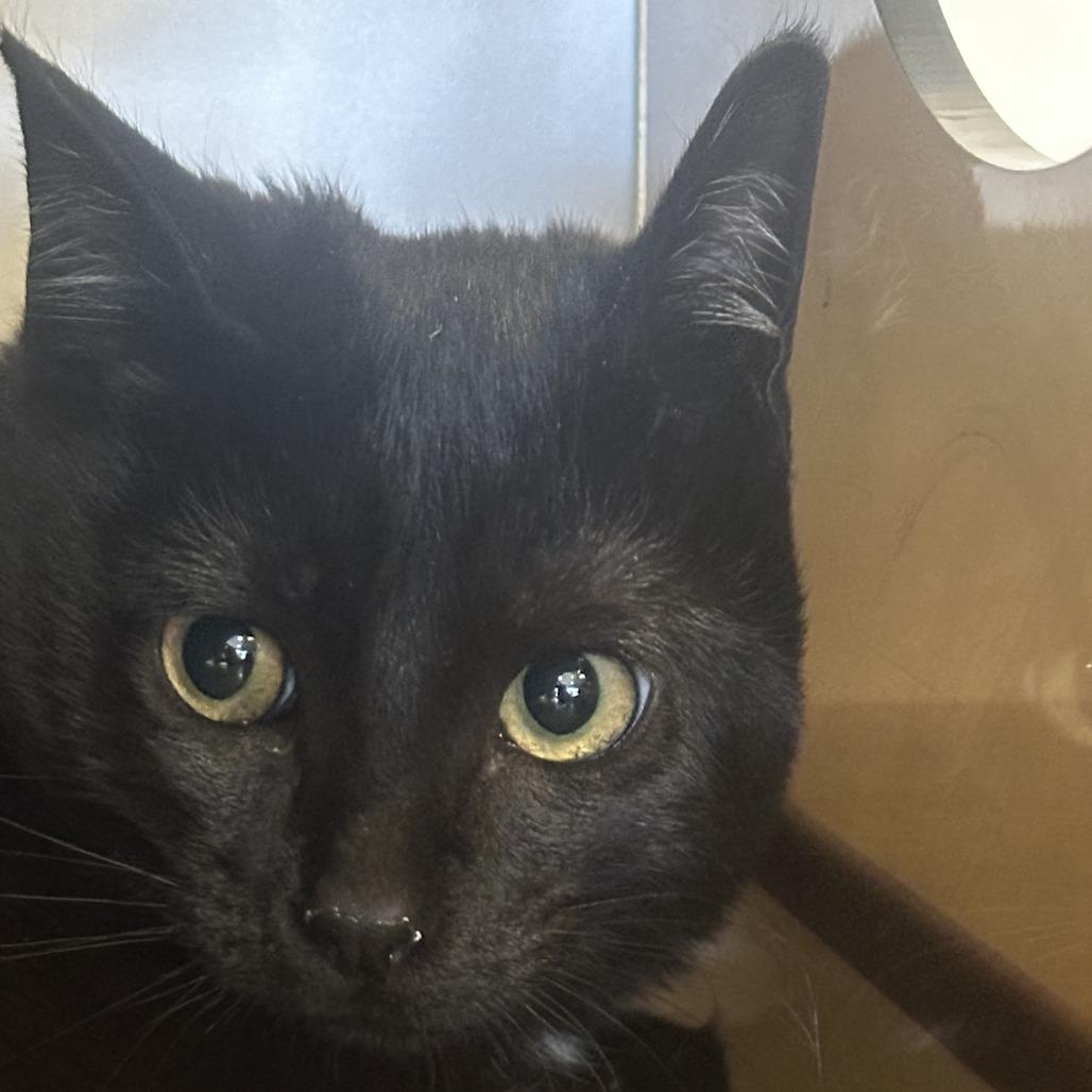 Enlarge Jingle, a Adoptable Domestic Short Hair in Park City, UT image 1/1