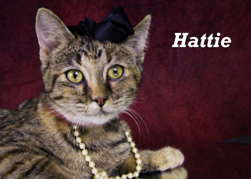Hattie, Baby Female Tabby