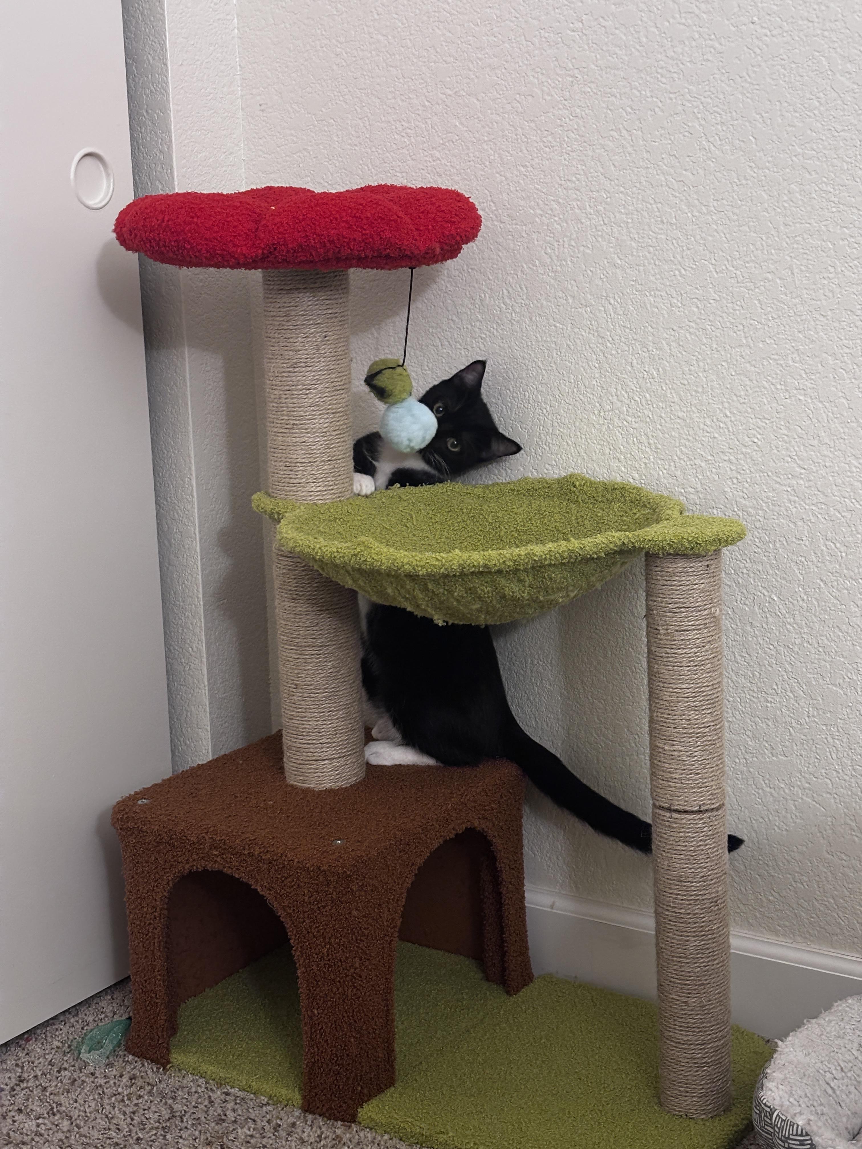 Enlarge Jägermeister, a Adopted Domestic Short Hair in Davis, CA image 6/6