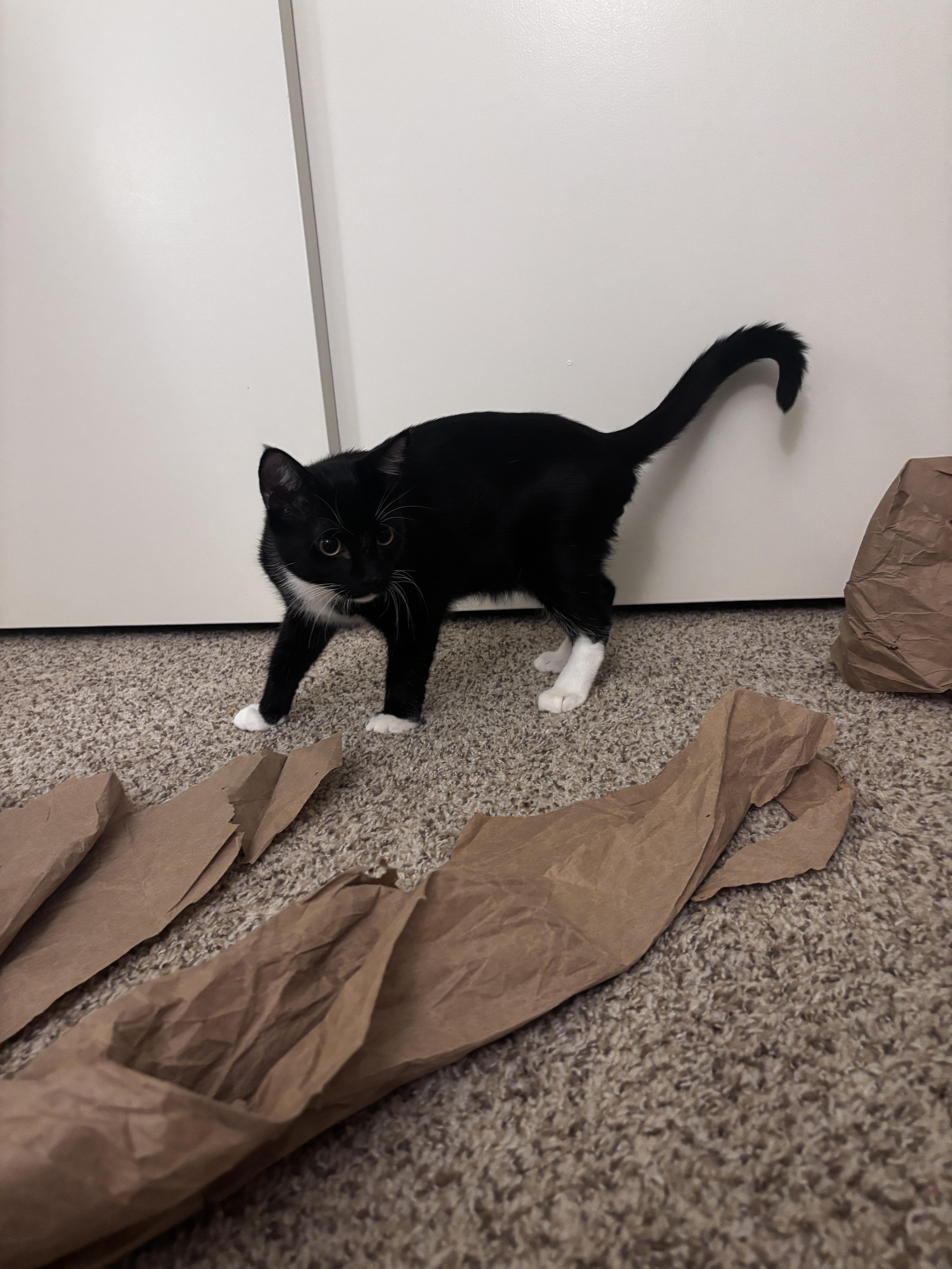 Enlarge Jägermeister, a Adopted Domestic Short Hair in Davis, CA image 5/6