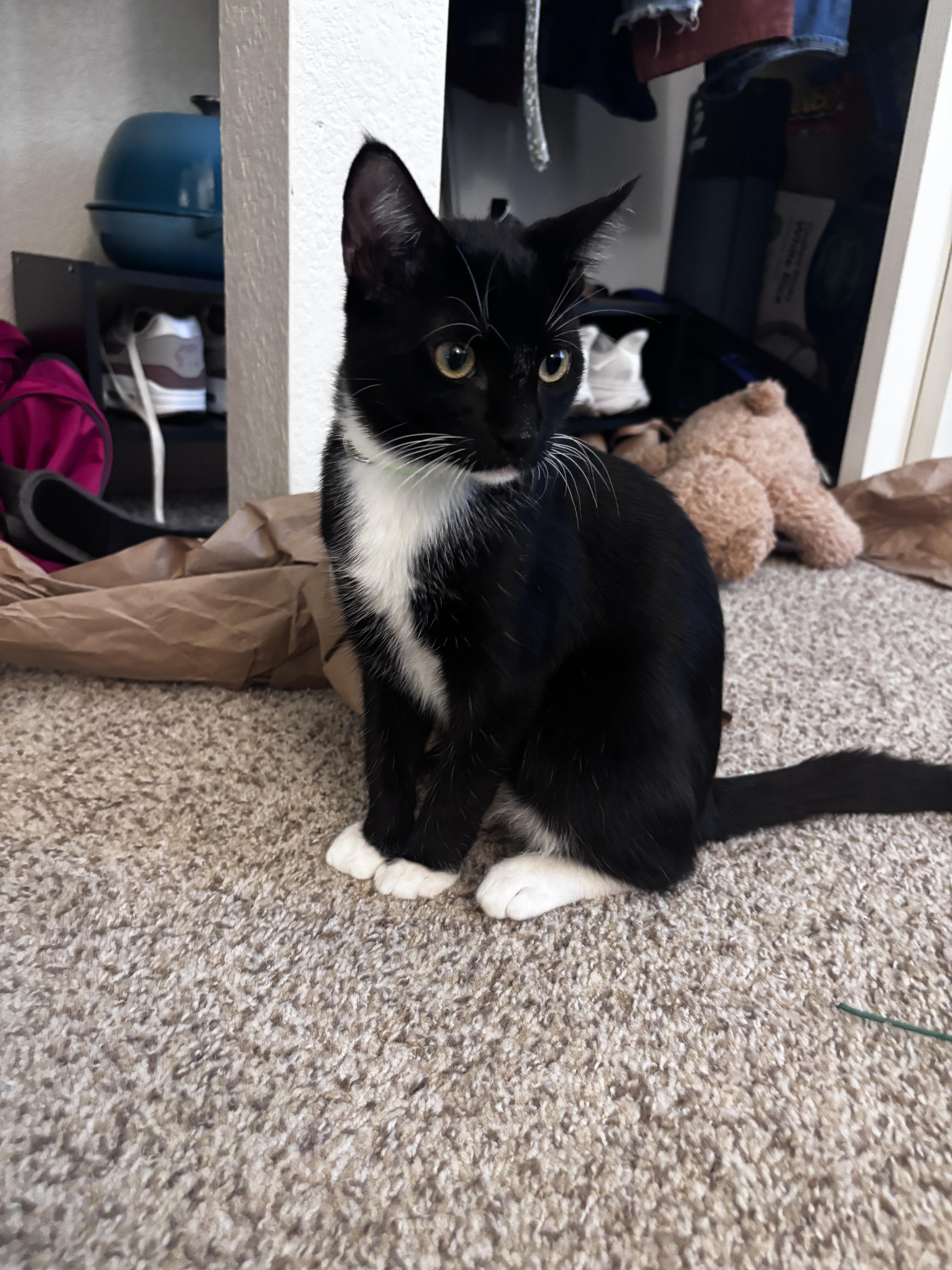 Enlarge Jägermeister, a Adopted Domestic Short Hair in Davis, CA image 3/6