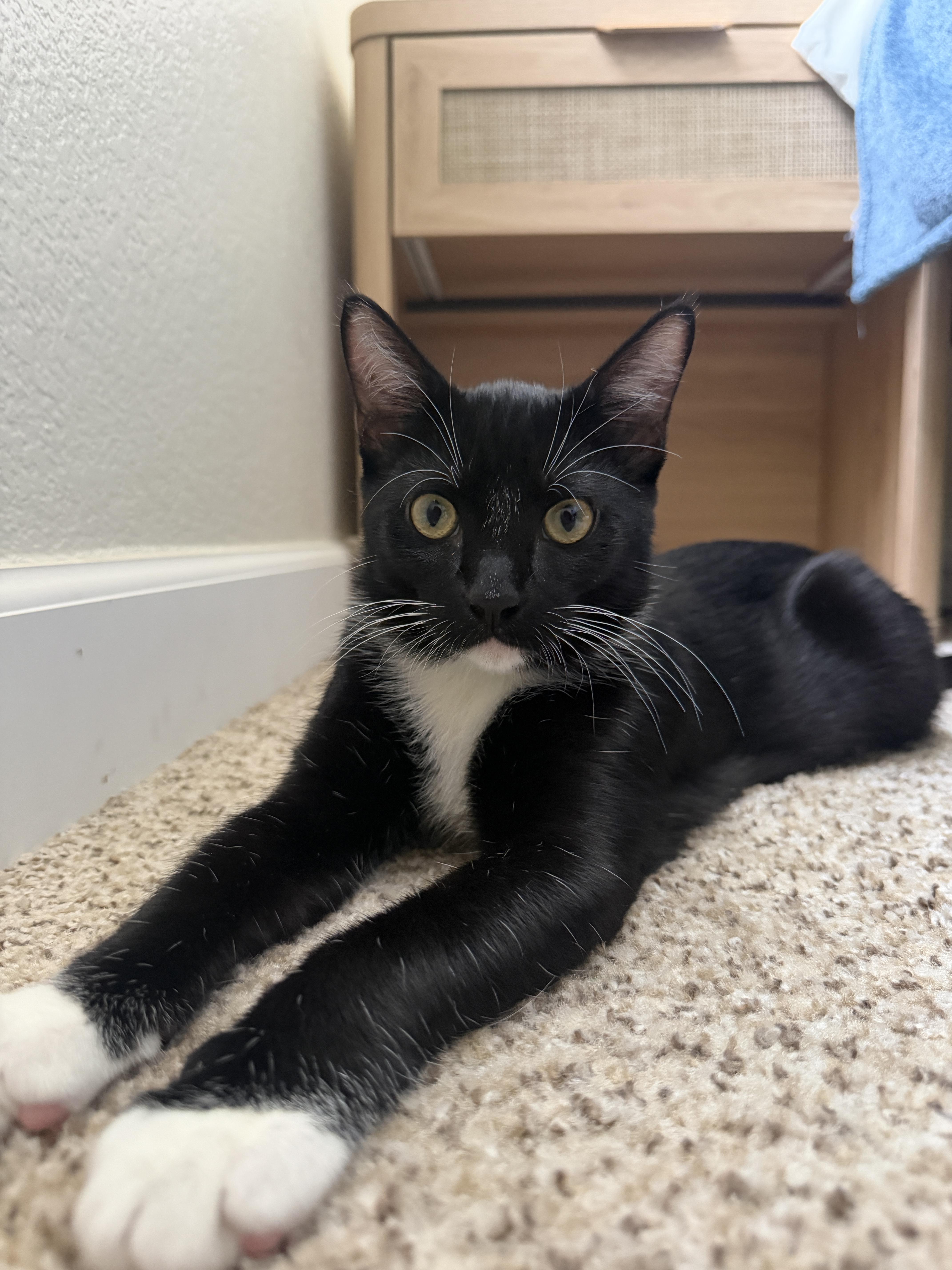 Enlarge Jägermeister, a Adopted Domestic Short Hair in Davis, CA image 1/6