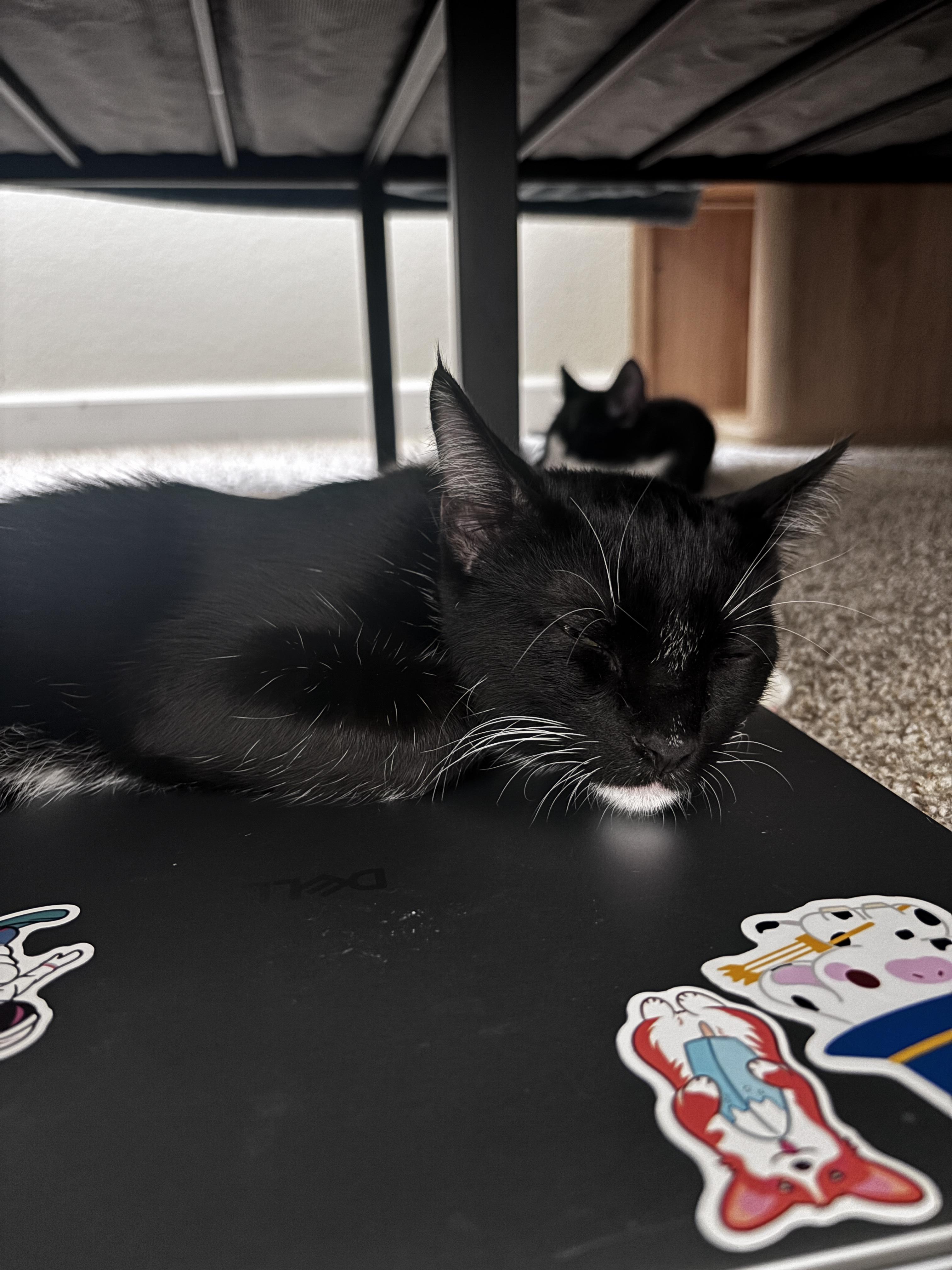 Enlarge Jägermeister, a Adopted Domestic Short Hair in Davis, CA image 4/6