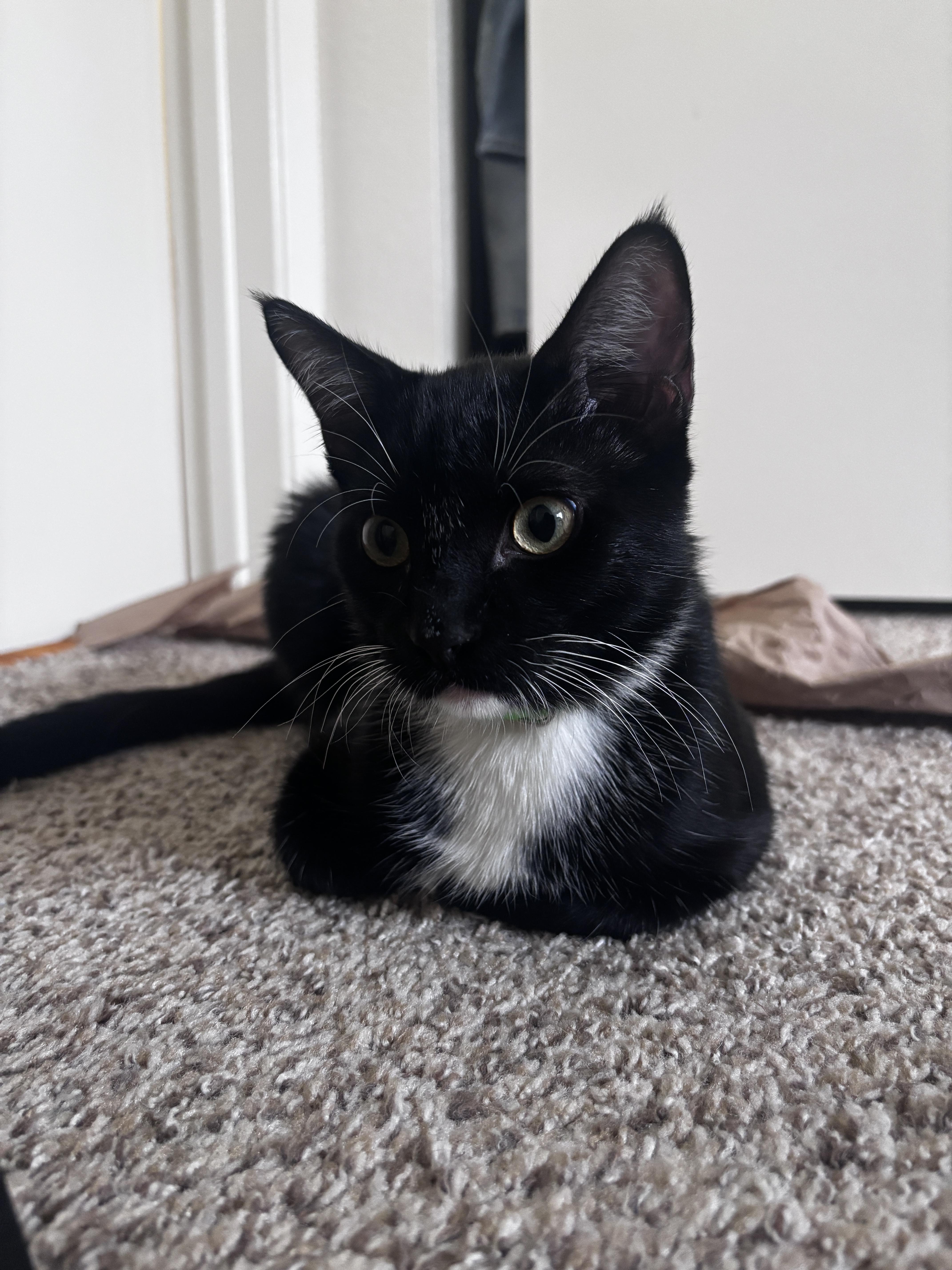 Enlarge Jägermeister, a Adopted Domestic Short Hair in Davis, CA image 2/6