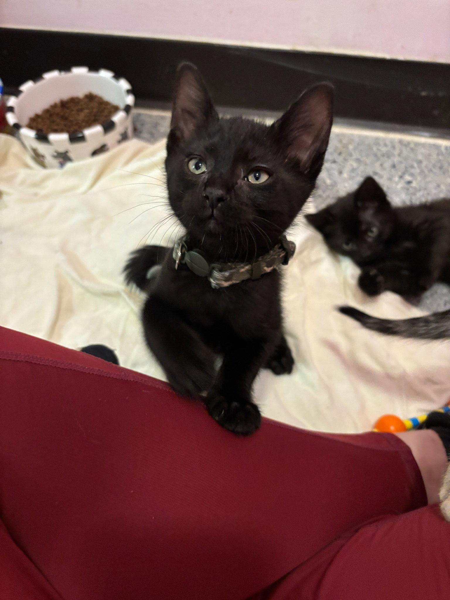 Enlarge Norman, a Adoptable Domestic Short Hair in Hopewell, VA image 1/1