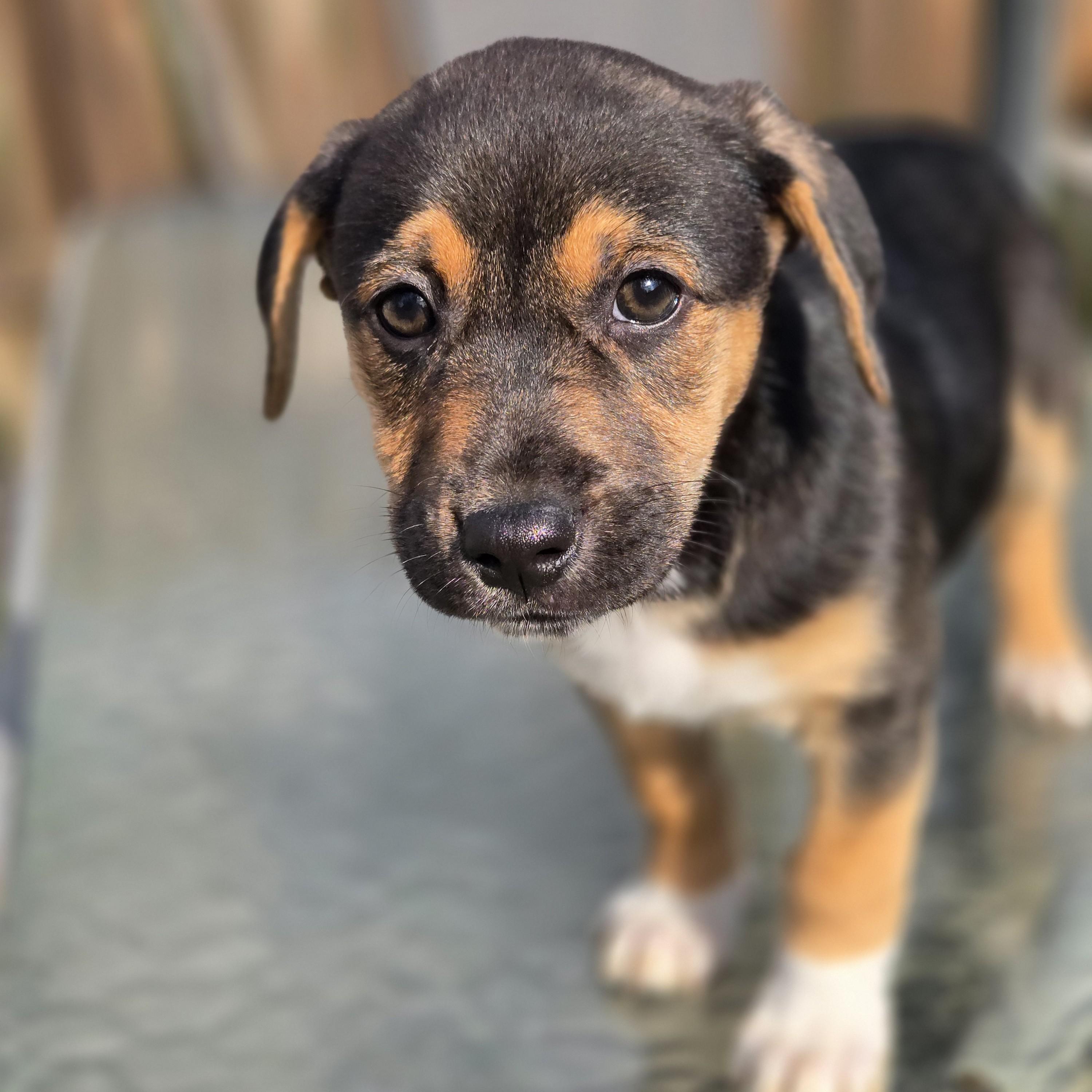 Enlarge Sunni, an adopted mixed breed in Normal, IL image 5/6