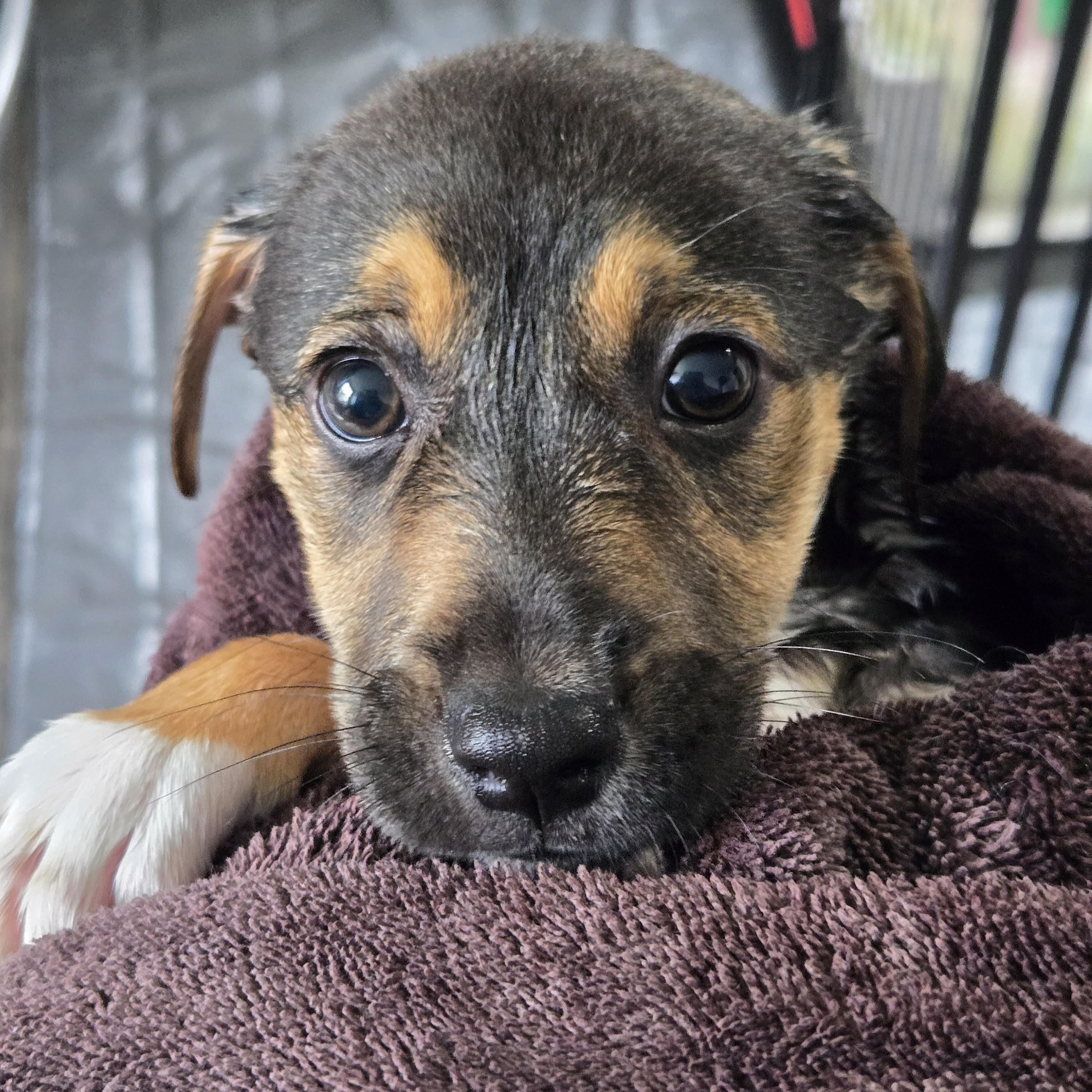 Enlarge Sunni, an adopted mixed breed in Normal, IL image 6/6