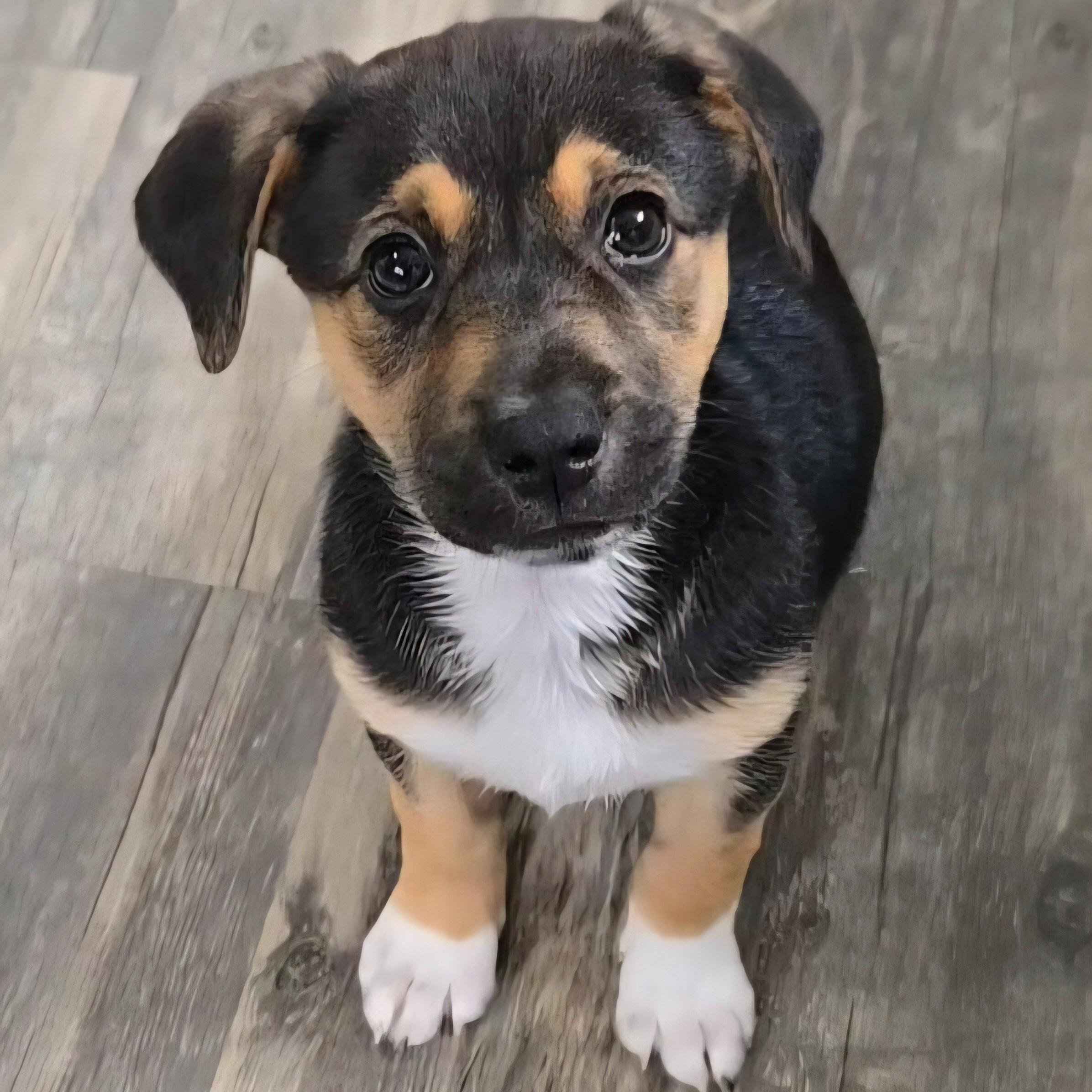 Enlarge Sunni, an adopted mixed breed in Normal, IL image 2/6