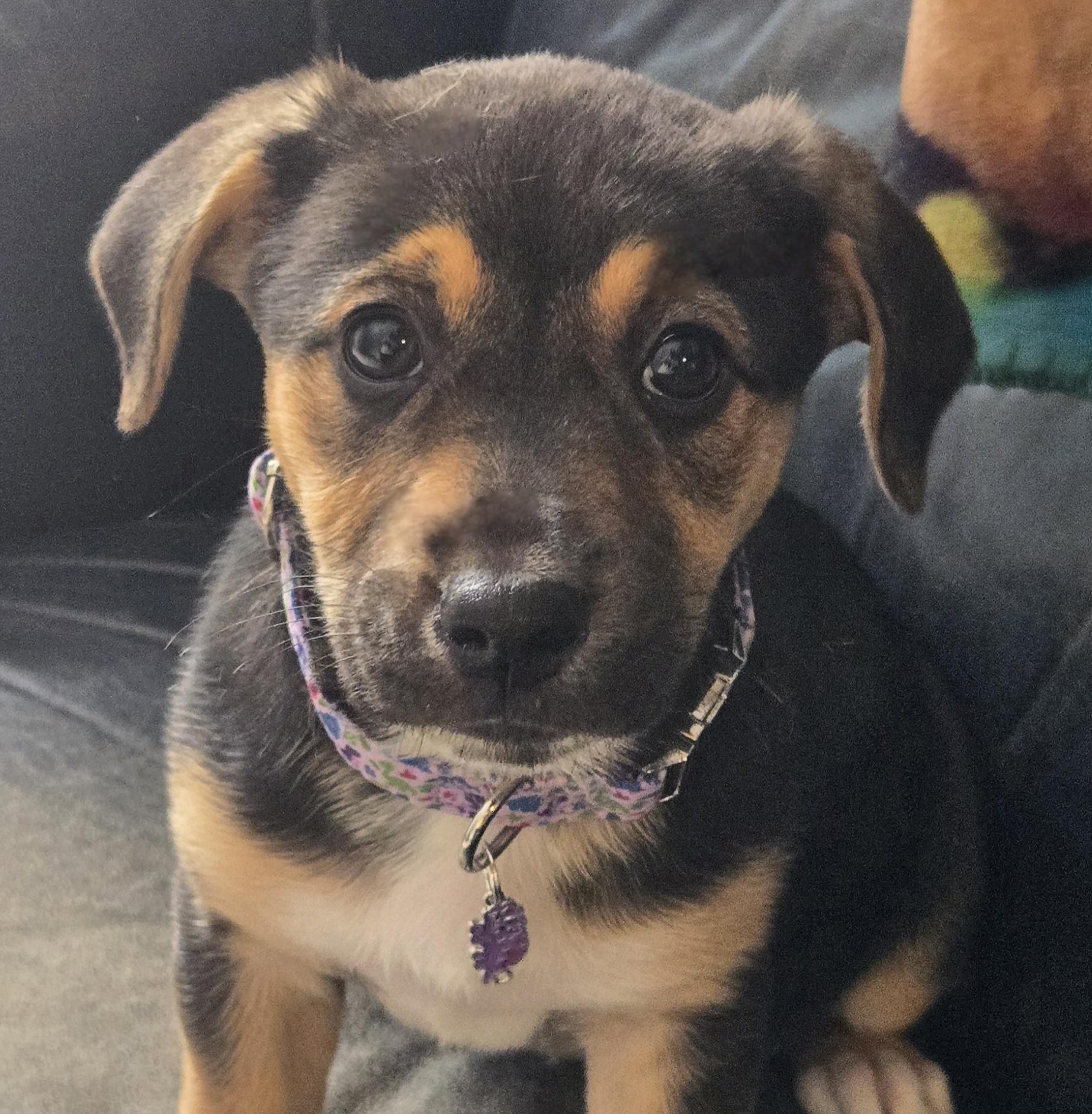 Sunni, adopted, Puppy Female Mixed Breed.