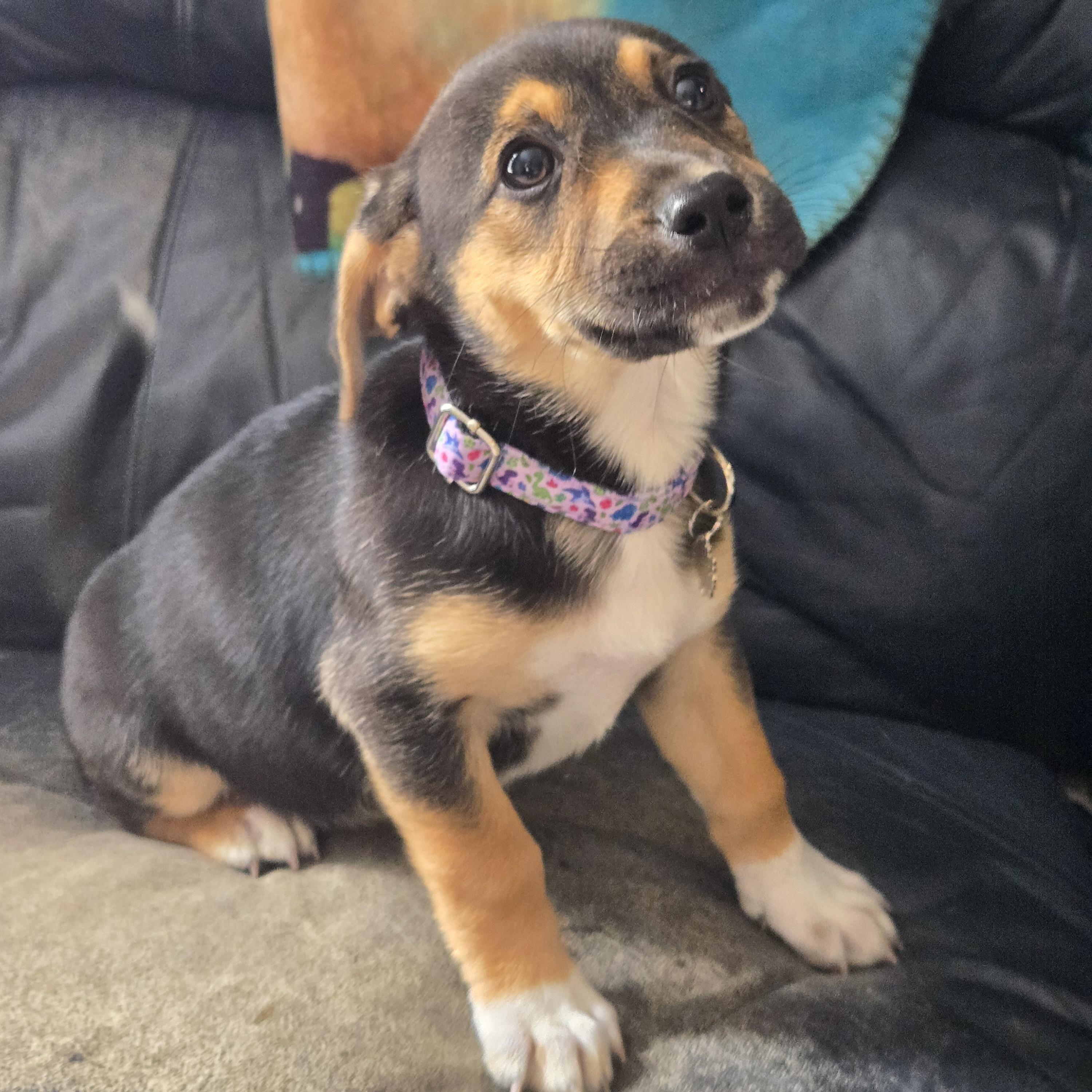 Enlarge Sunni, an adopted mixed breed in Normal, IL image 3/6