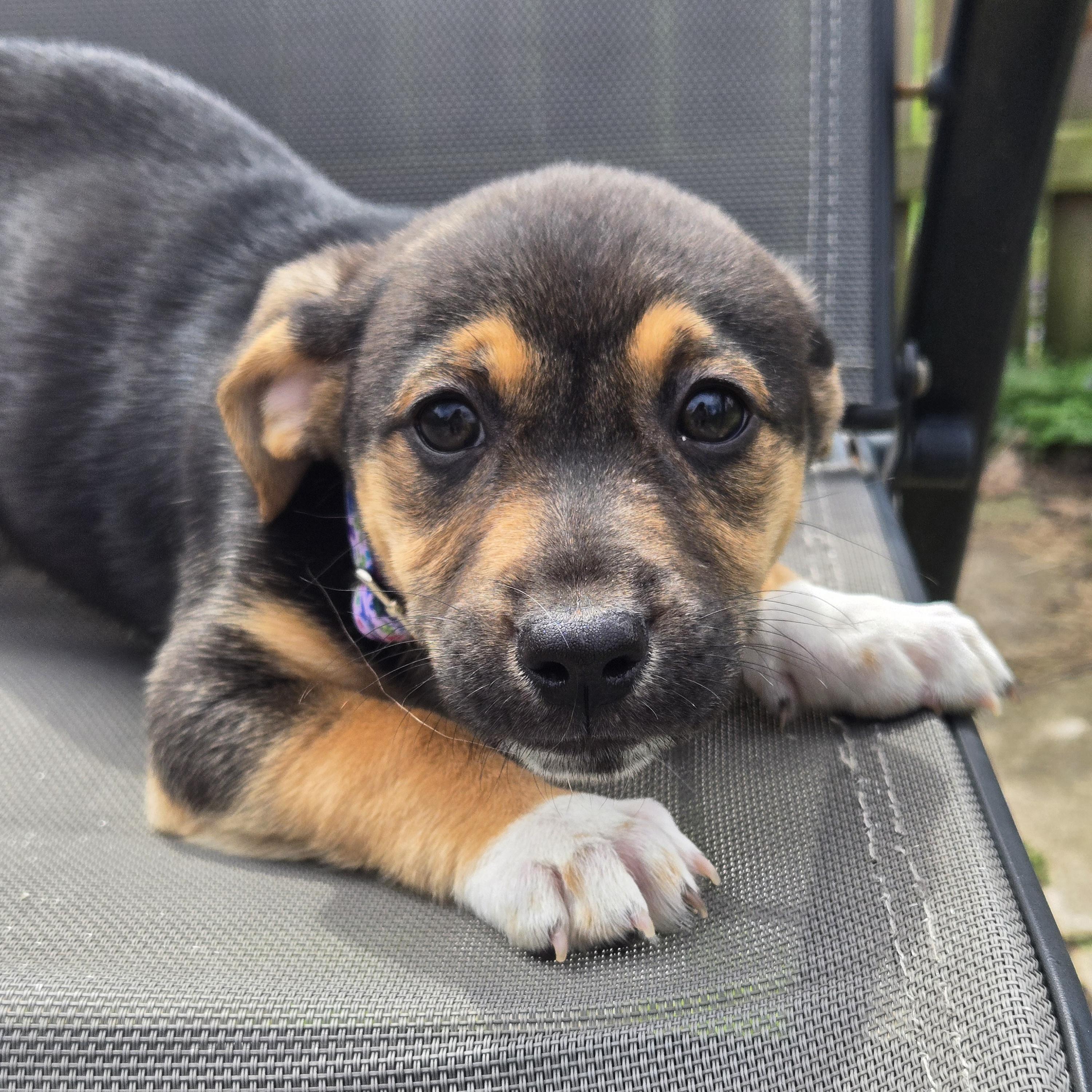 Enlarge Sunni, an adopted mixed breed in Normal, IL image 4/6