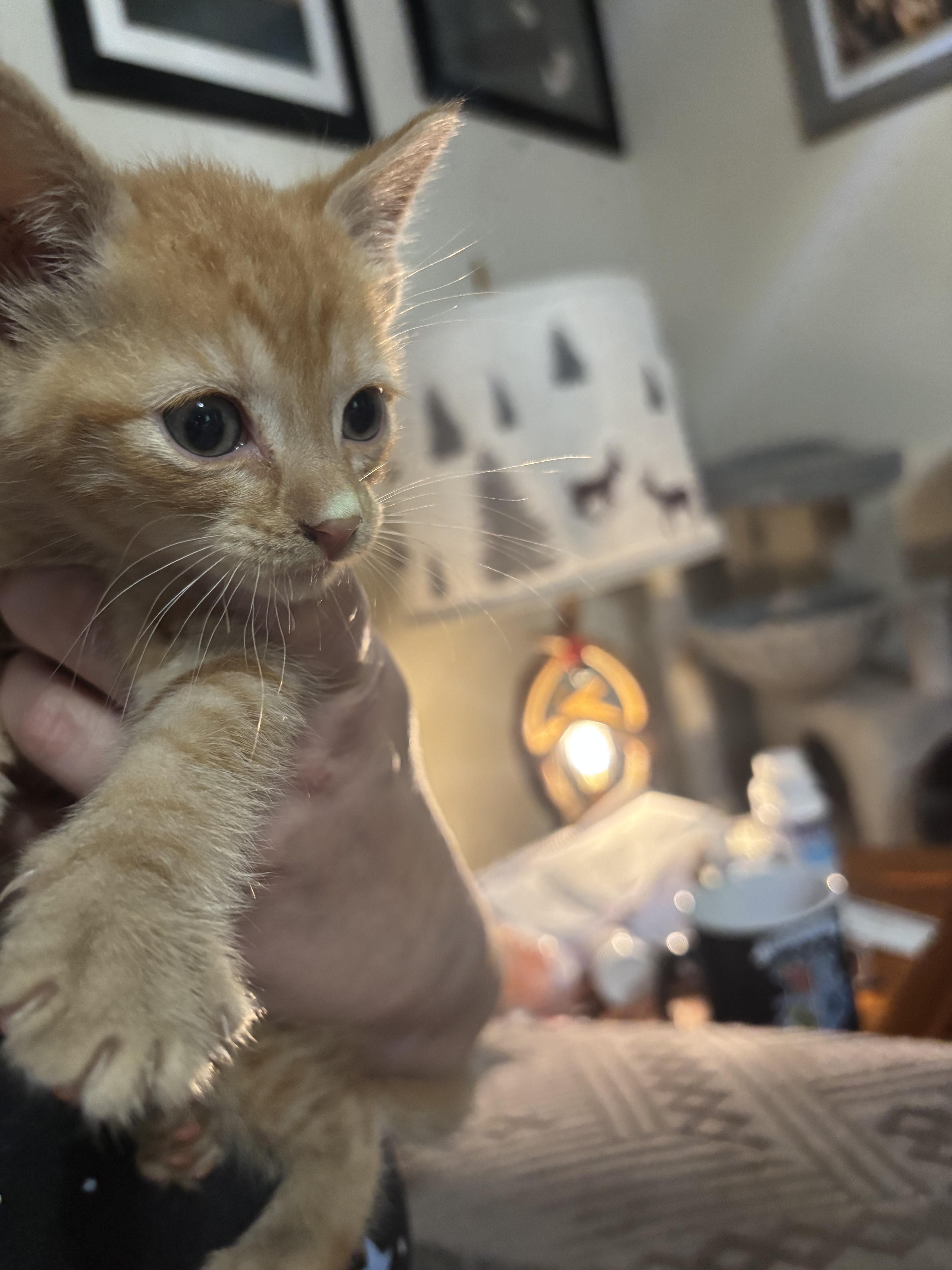 Rusty, Adoptable, Kitten Male Domestic Short Hair.