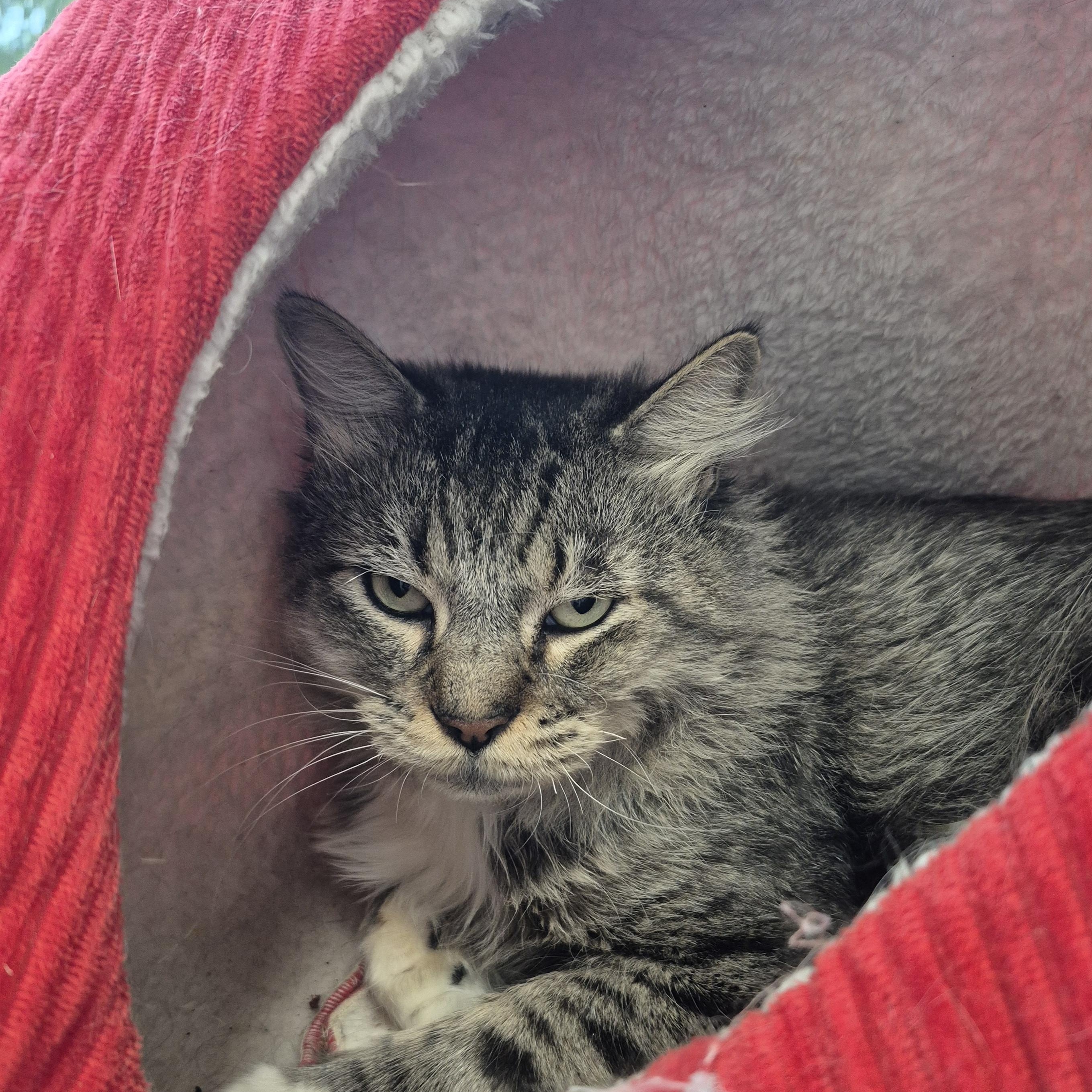 Lotus, ADOPTABLE, Adult Male Domestic Medium Hair.