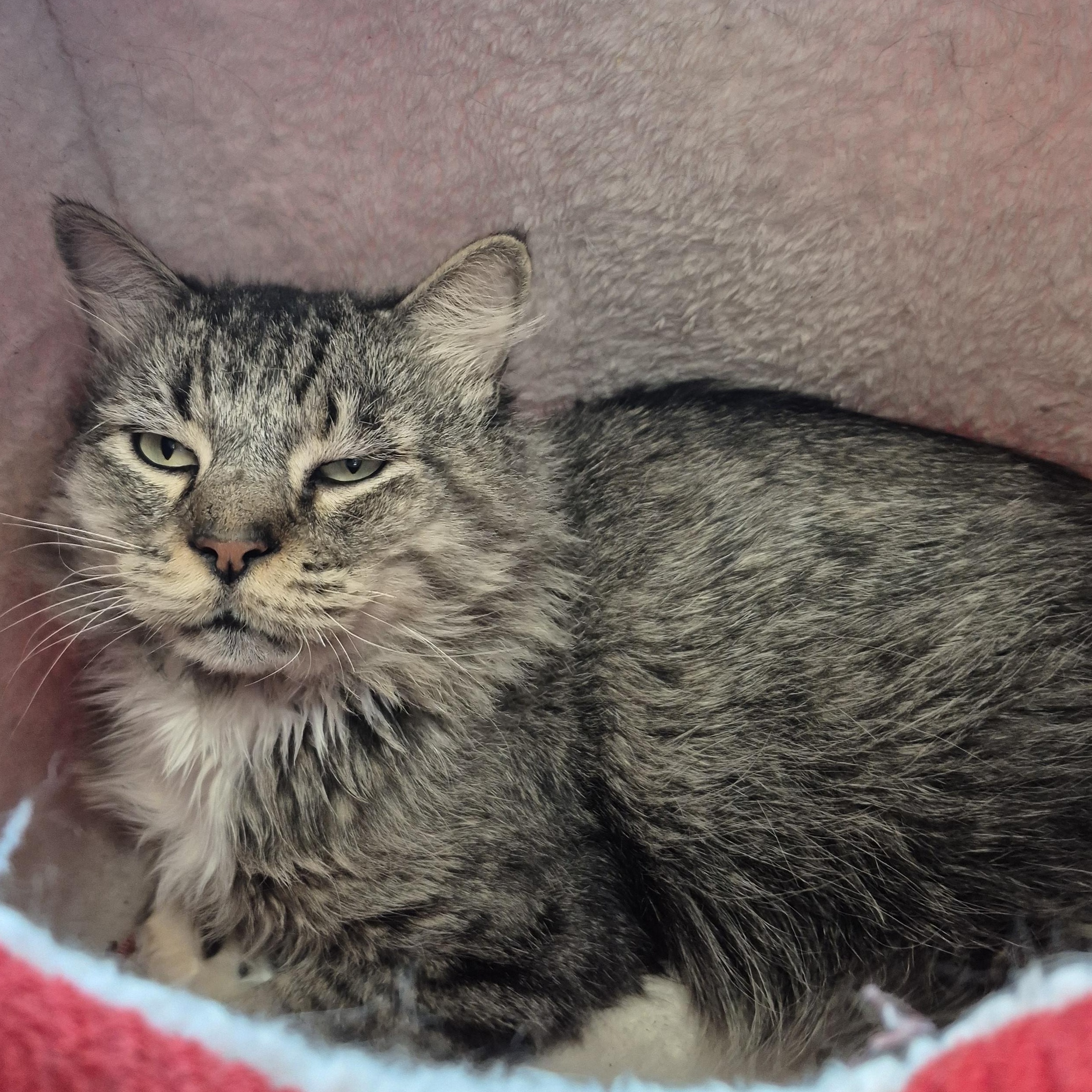 Enlarge Lotus, a ADOPTABLE Domestic Medium Hair in Schertz, TX image 3/3