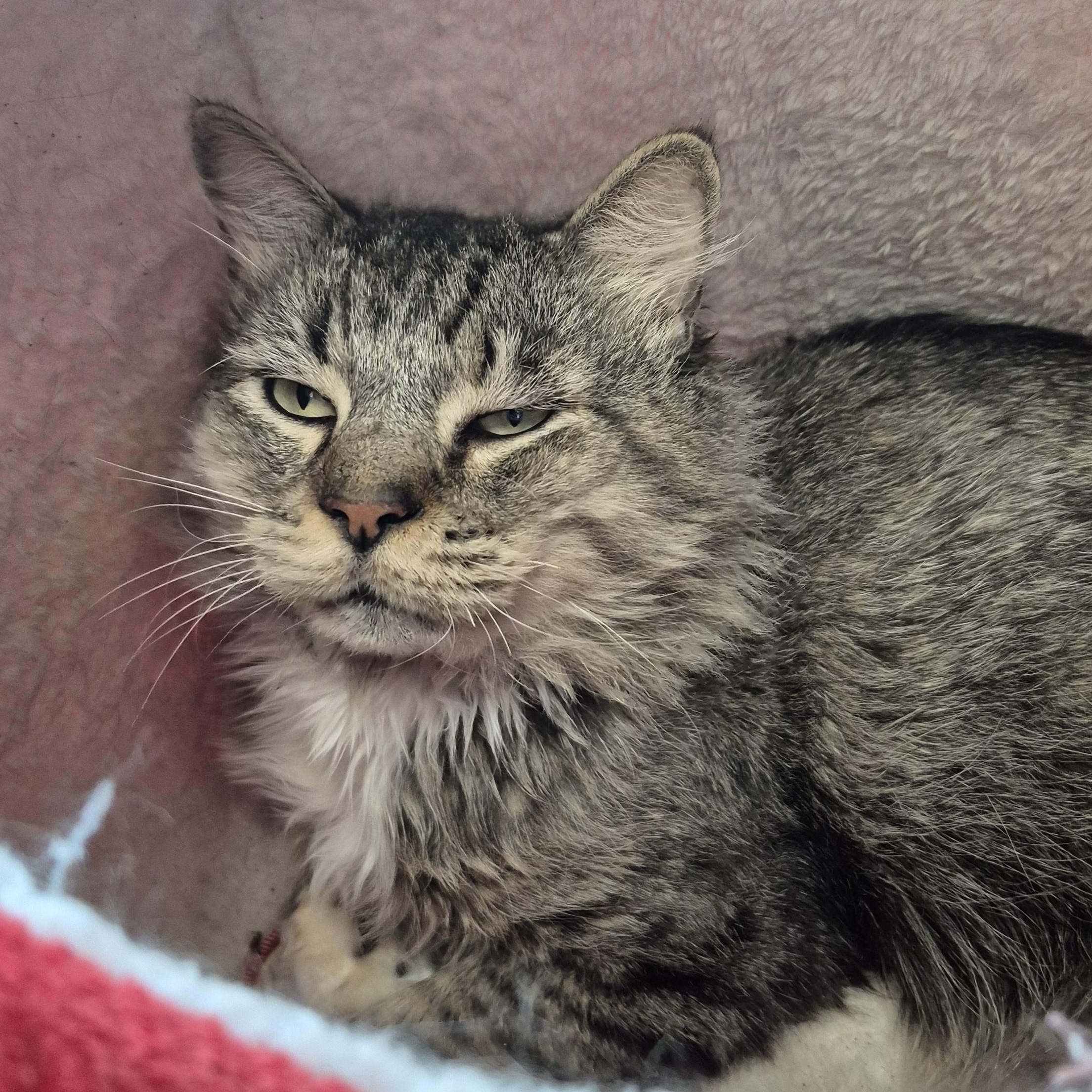 Enlarge Lotus, a ADOPTABLE Domestic Medium Hair in Schertz, TX image 2/3