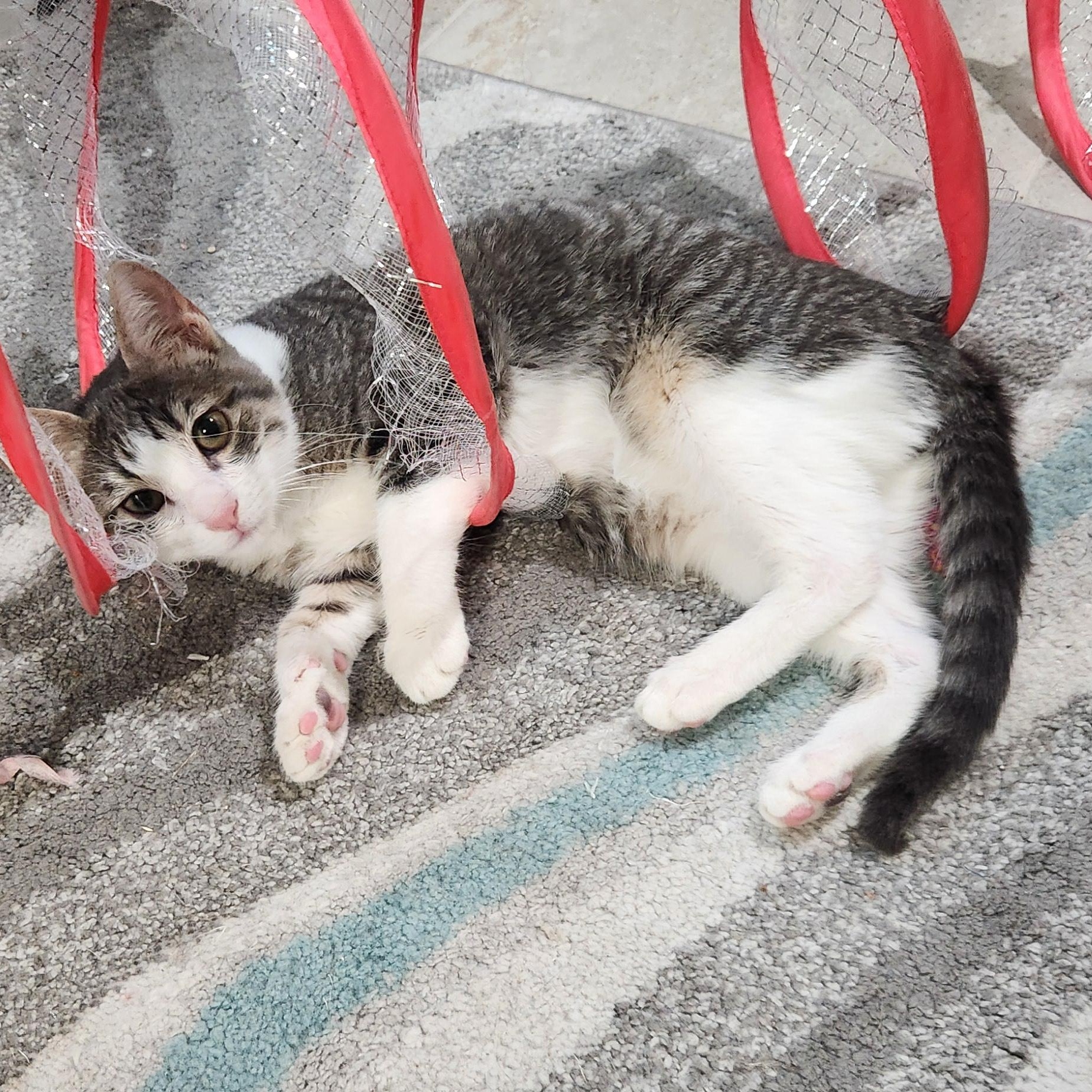 Enlarge Eugenia Andrade, a Adoptable Domestic Short Hair in Denver, CO image 3/6