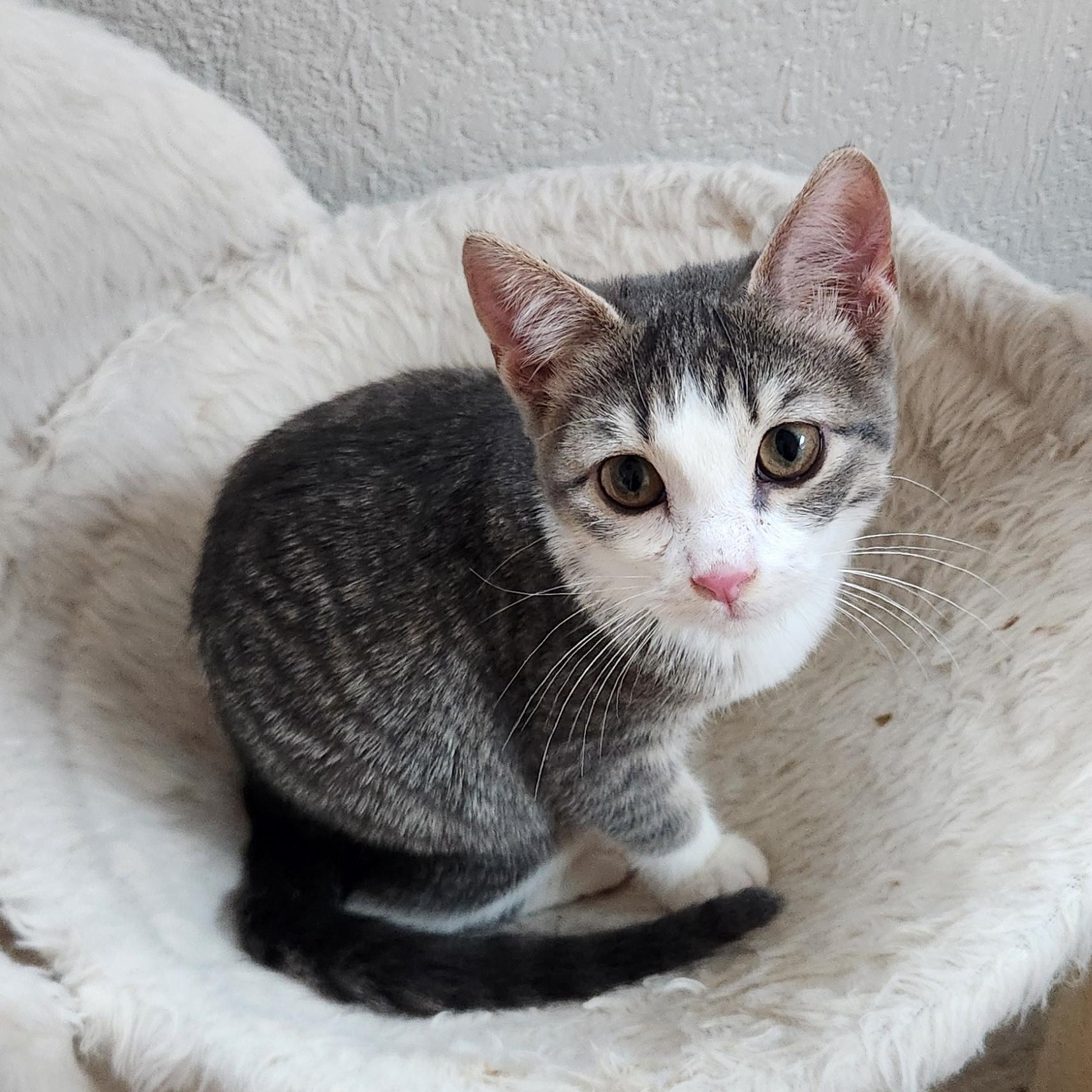 Enlarge Eugenia Andrade, a Adoptable Domestic Short Hair in Denver, CO image 5/6