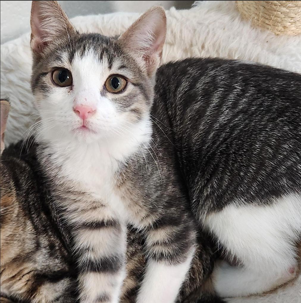 Eugenia Andrade, Adoptable, Kitten Female Domestic Short Hair.