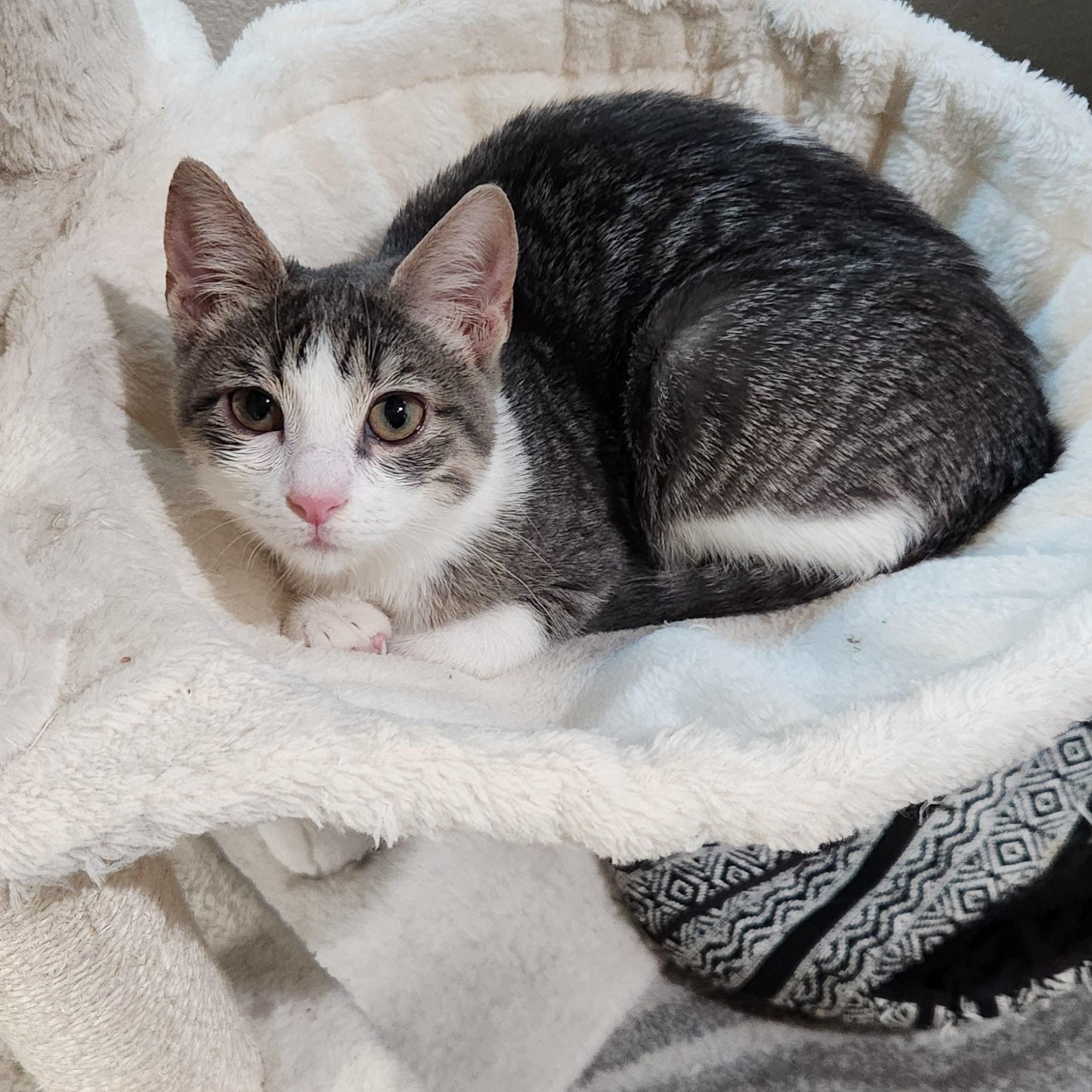 Enlarge Eugenia Andrade, a Adoptable Domestic Short Hair in Denver, CO image 4/6