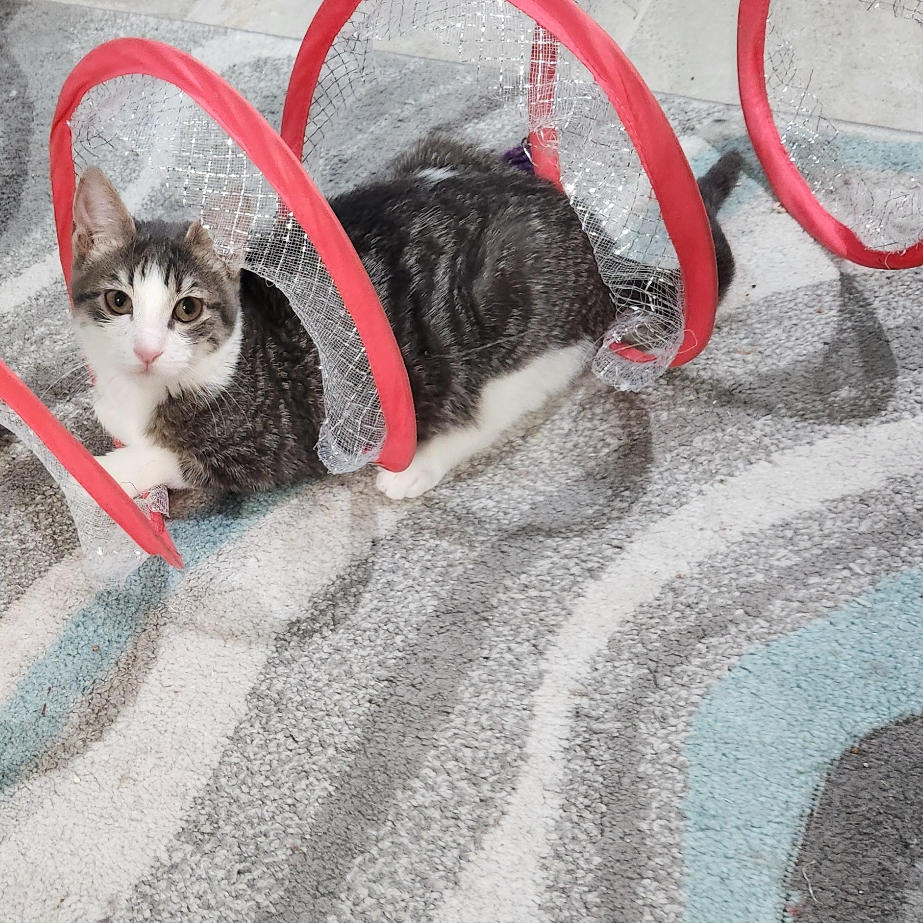 Enlarge Eugenia Andrade, a Adoptable Domestic Short Hair in Denver, CO image 2/6