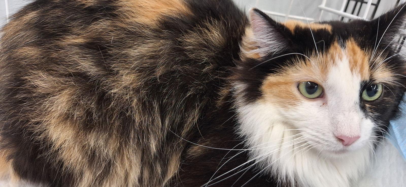 AJA, Adoptable, Young Female Domestic Medium Hair.