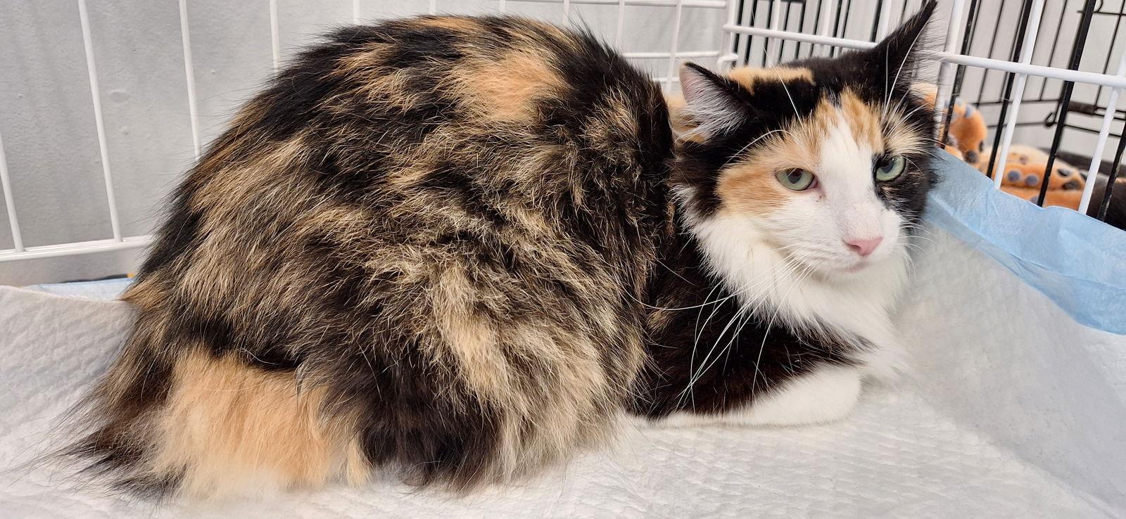 AJA, a Adoptable Domestic Medium Hair in Northfield, OH image 2/3