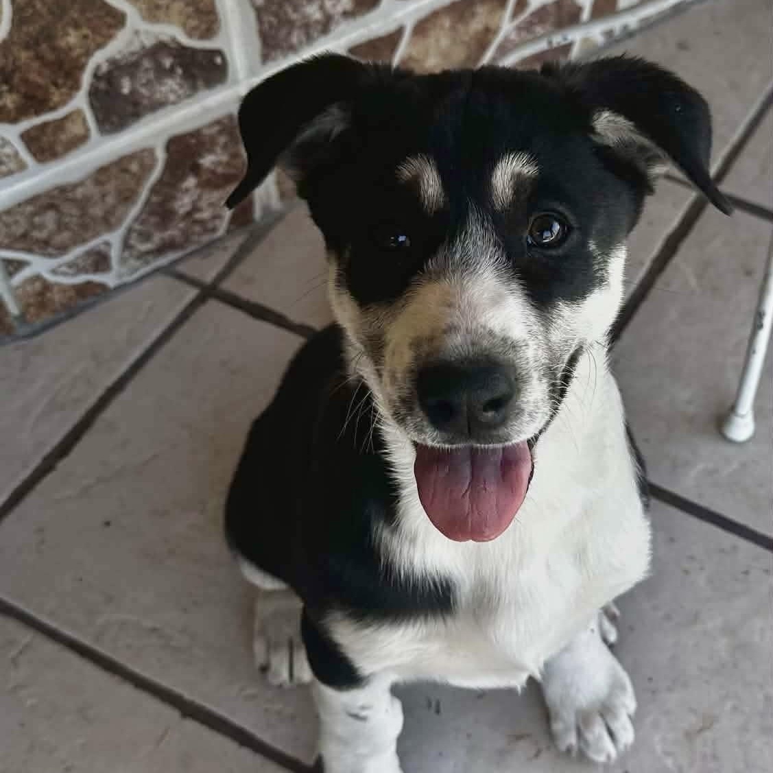 Cataleya, Adoptable, Puppy Female Husky & Cattle Dog.