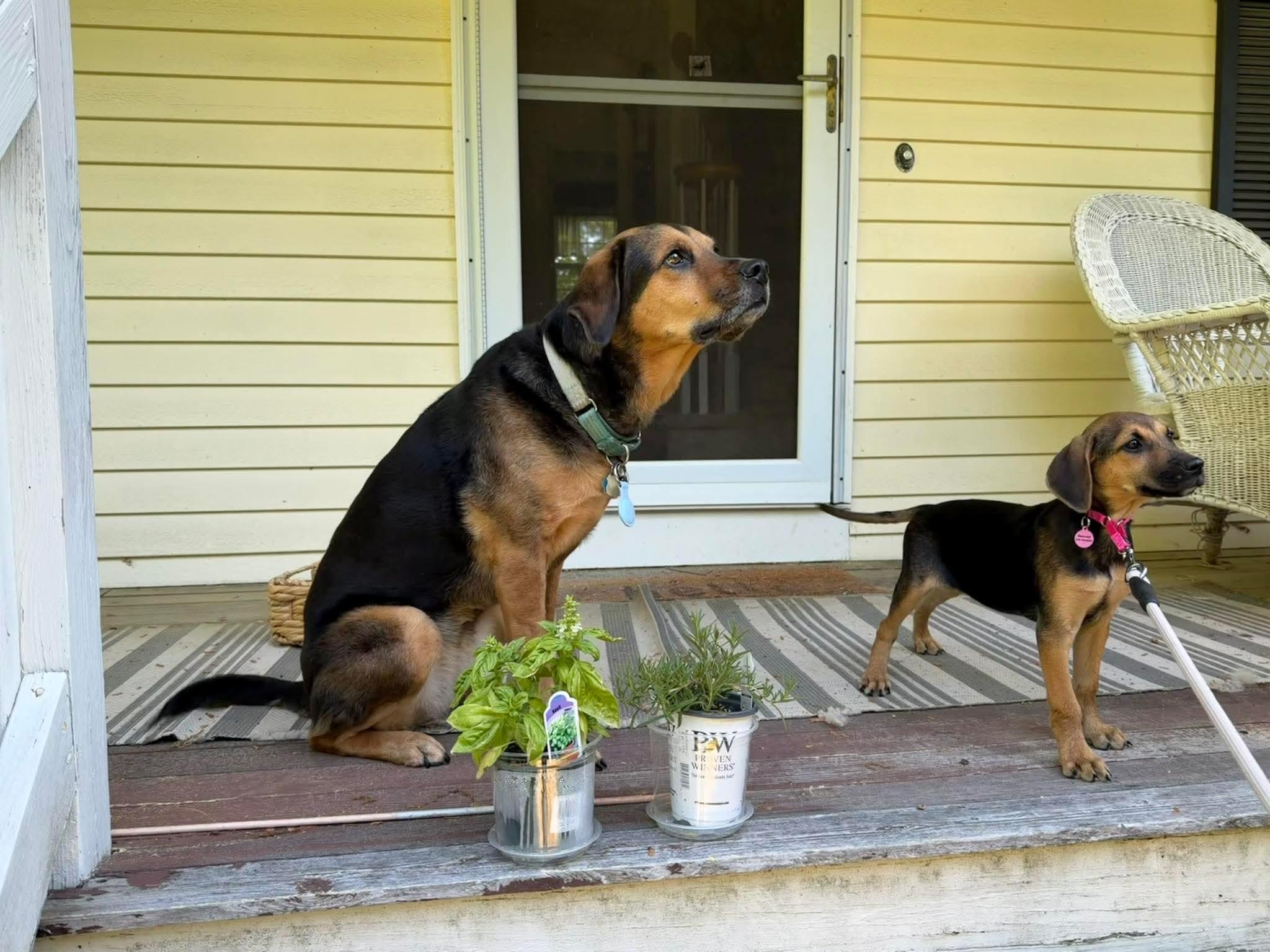 Connie, a ADOPTABLE mixed breed in Billerica, MA image 4/4