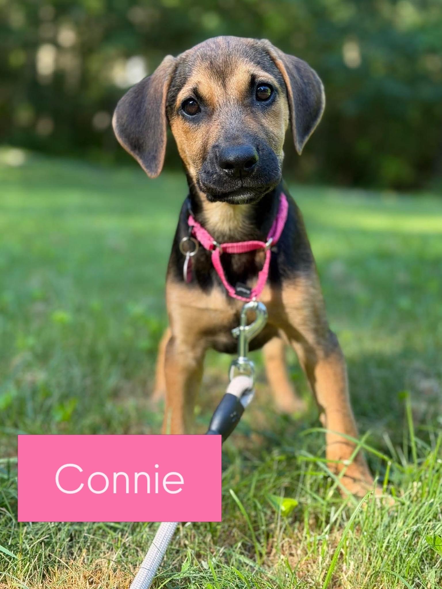 Connie, ADOPTABLE, Puppy Female Labrador Retriever & Hound.
