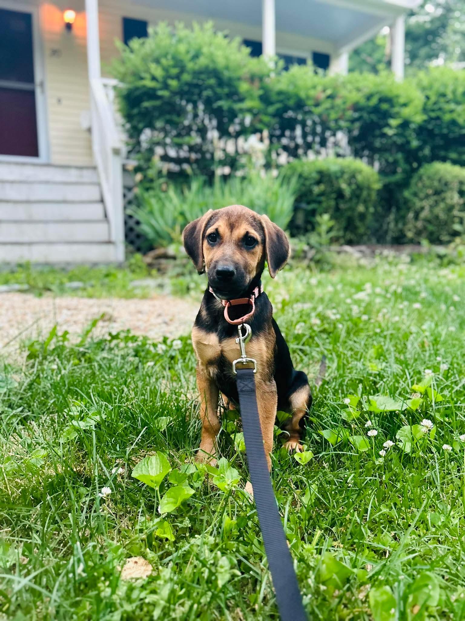 Connie, a ADOPTABLE mixed breed in Billerica, MA image 2/4