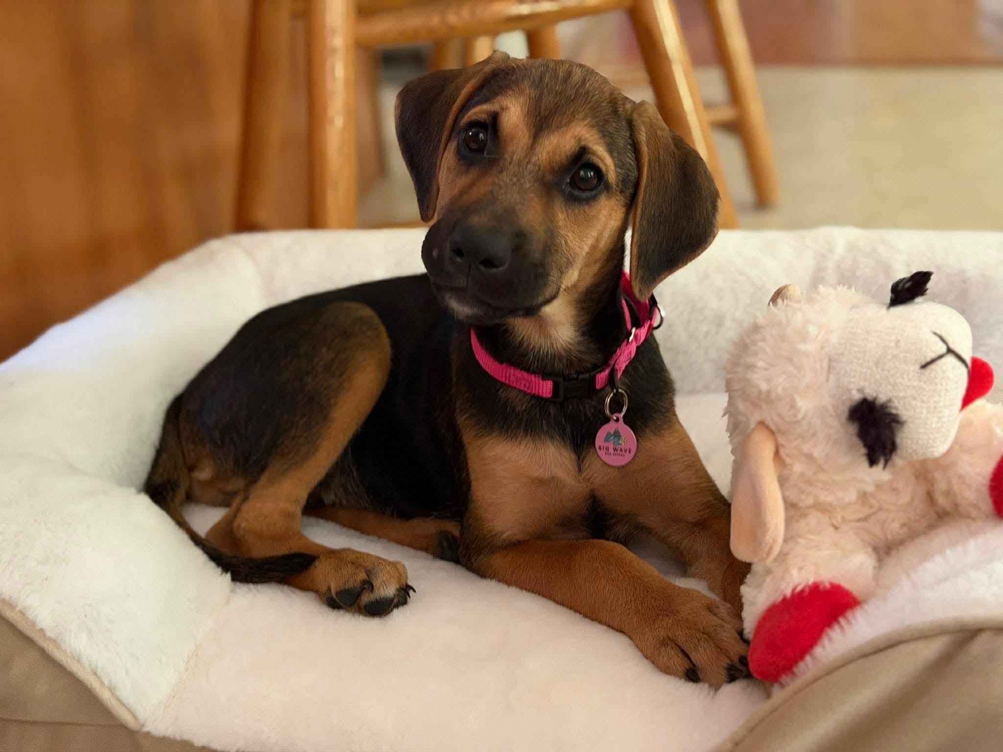 Connie, a ADOPTABLE mixed breed in Billerica, MA image 3/4